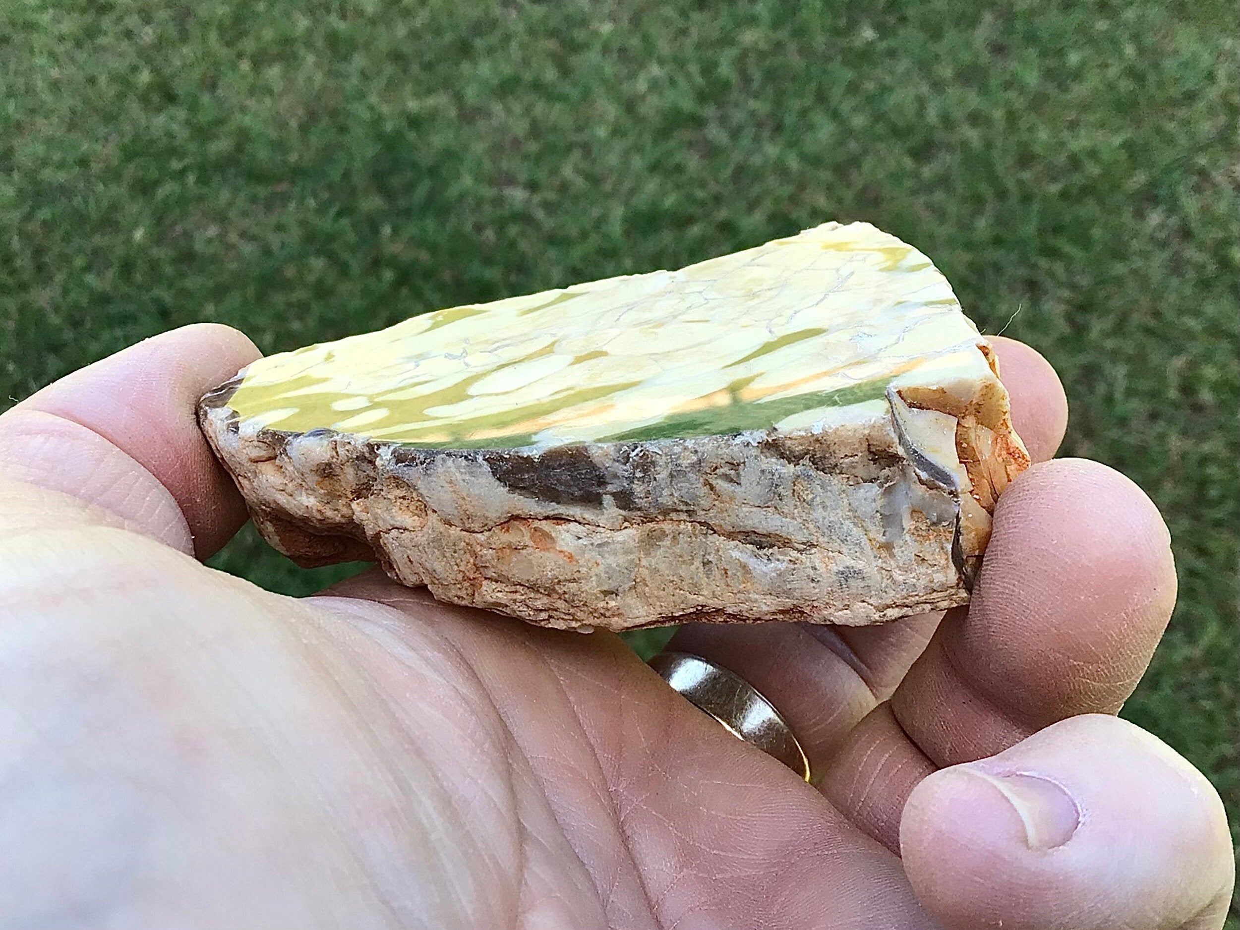 123g Polished Western Australian Peanut Wood Slice 8B