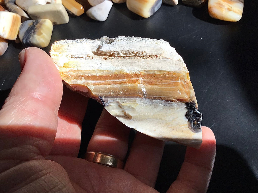 161g Natural Opalised Wood Rough Piece 6B