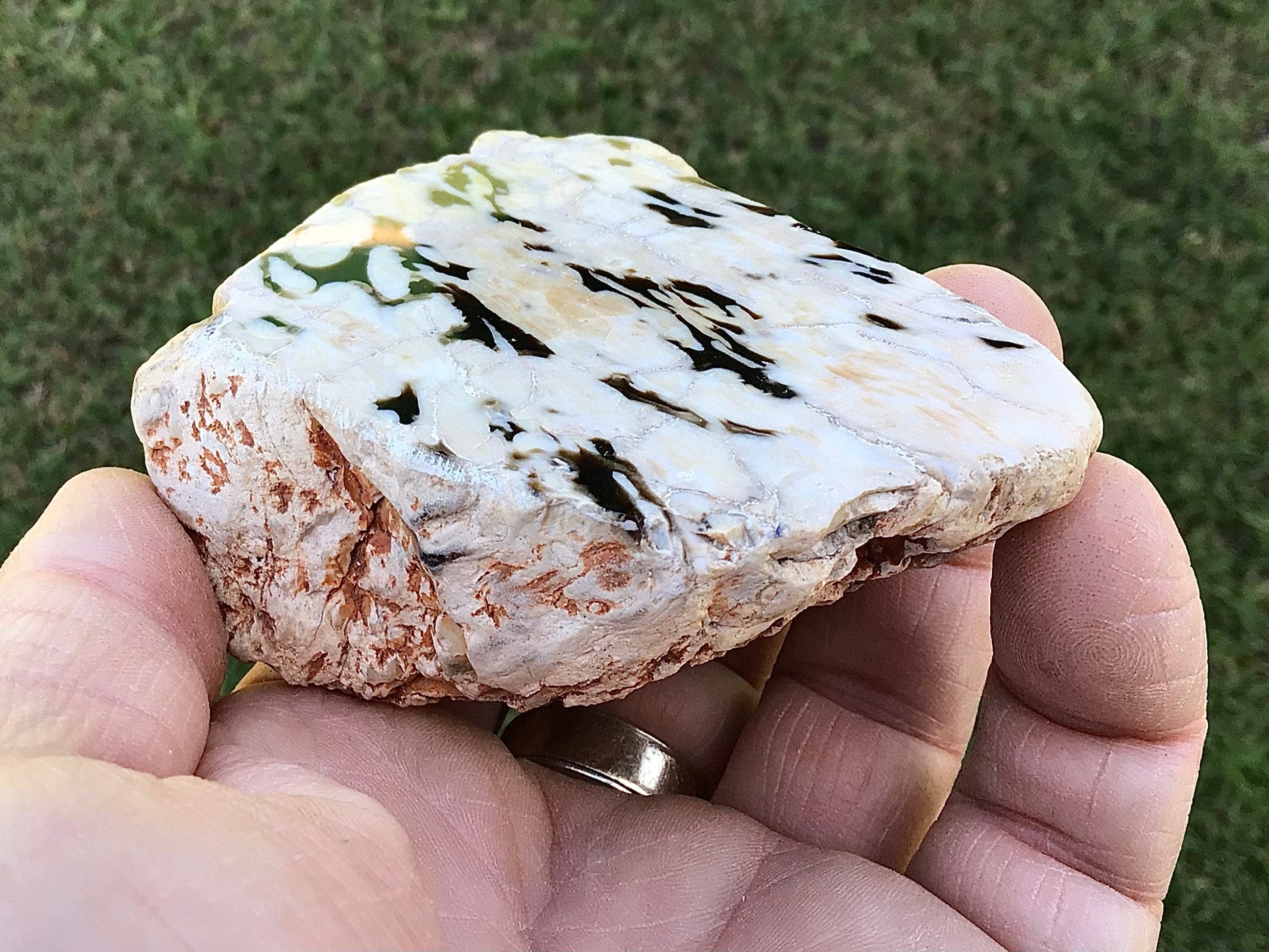 209g Polished Western Australian Peanut Wood Slice 11A