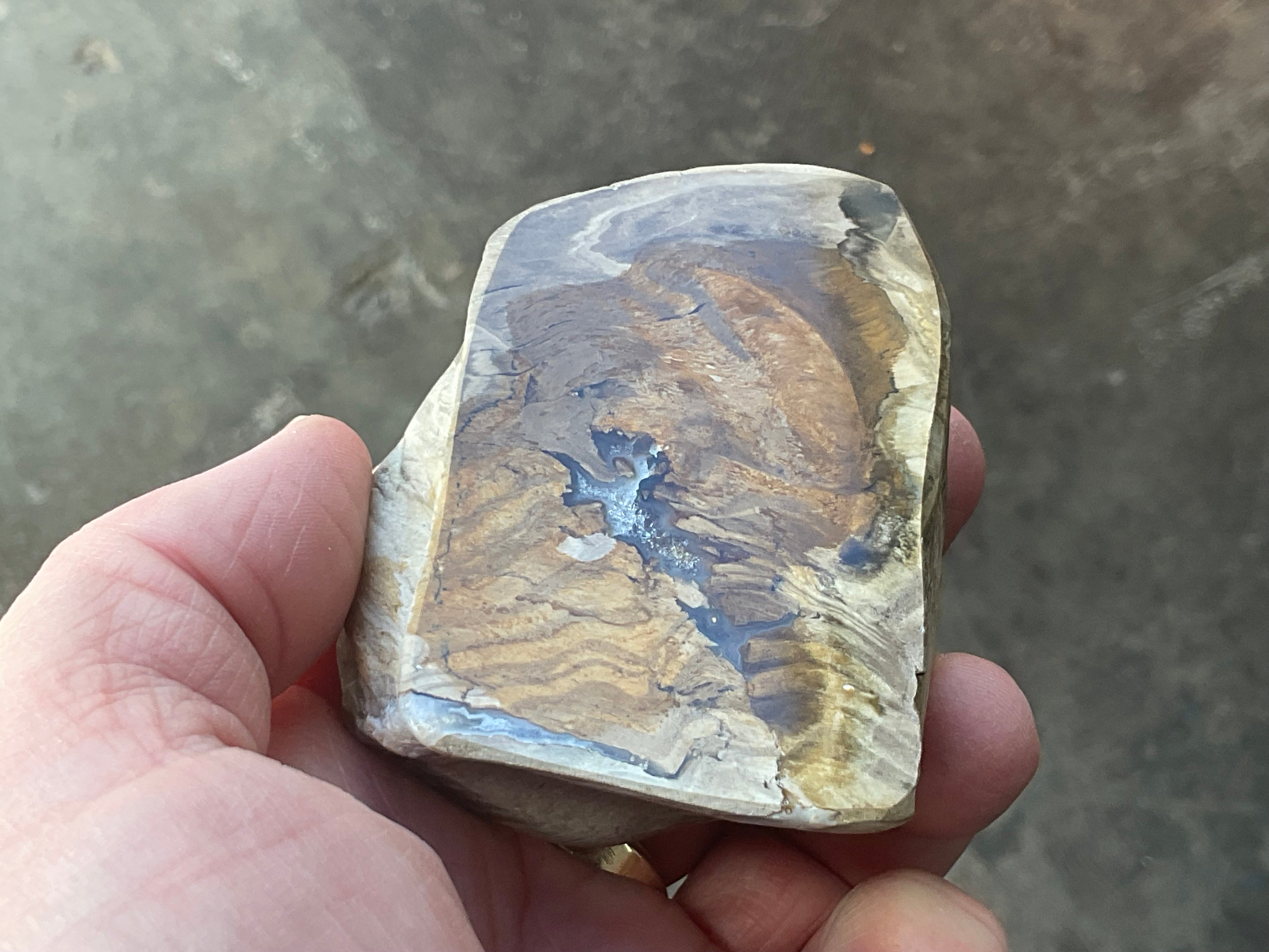 192g Australian Petrified Wood Polished Specimen