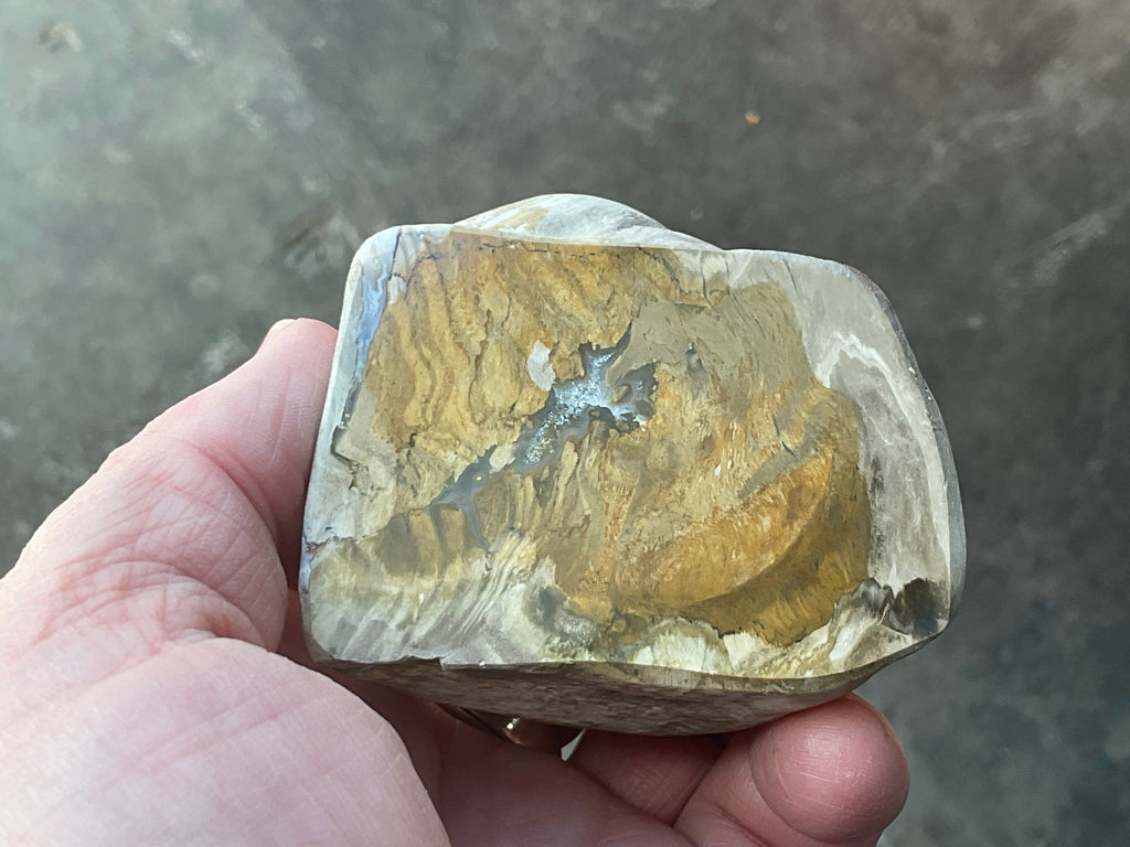 192g Australian Petrified Wood Polished Specimen