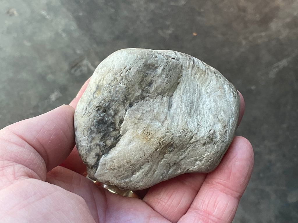 192g Australian Petrified Wood Polished Specimen