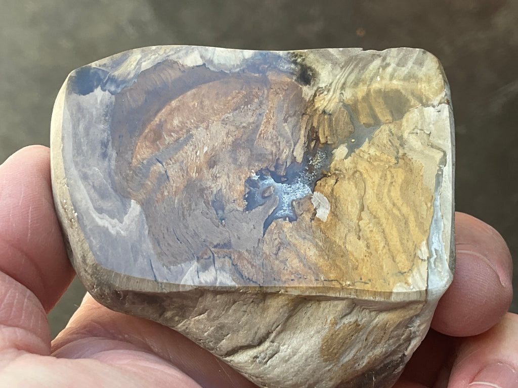 192g Australian Petrified Wood Polished Specimen