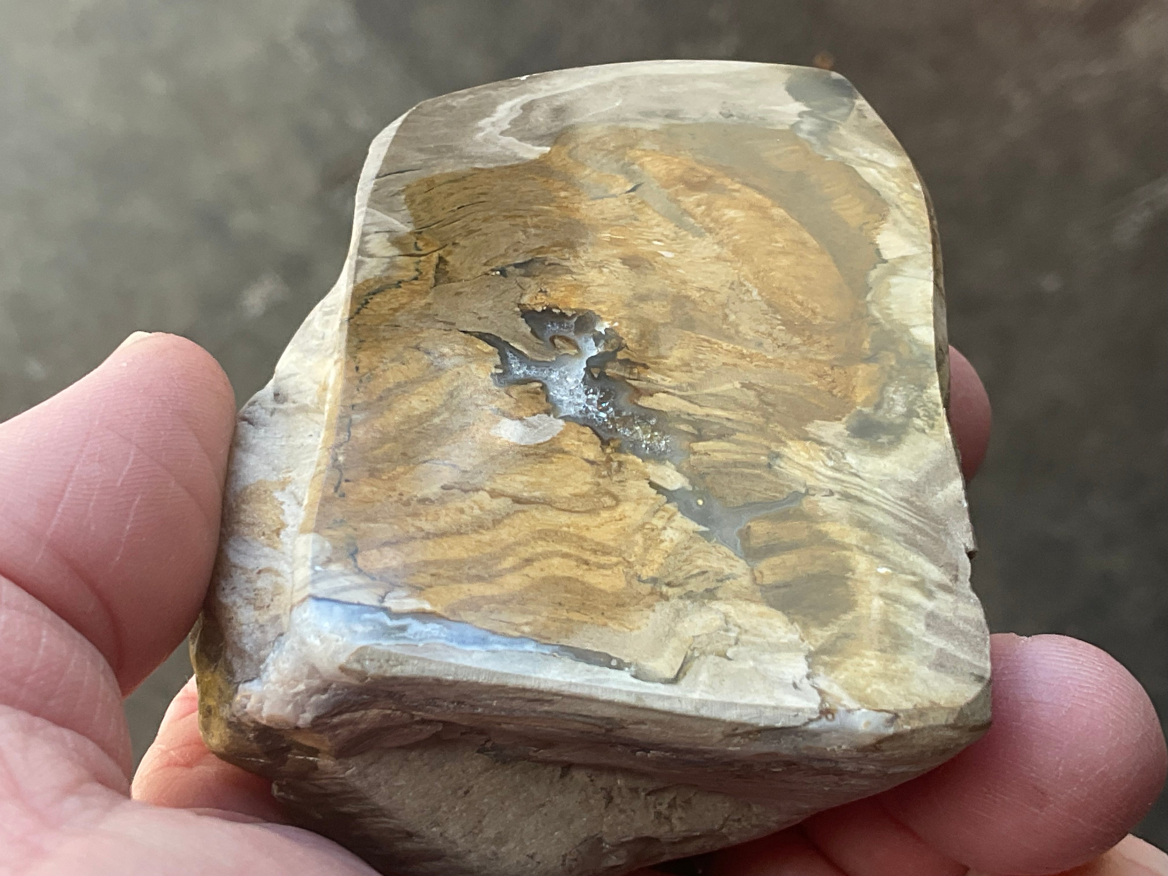 192g Australian Petrified Wood Polished Specimen