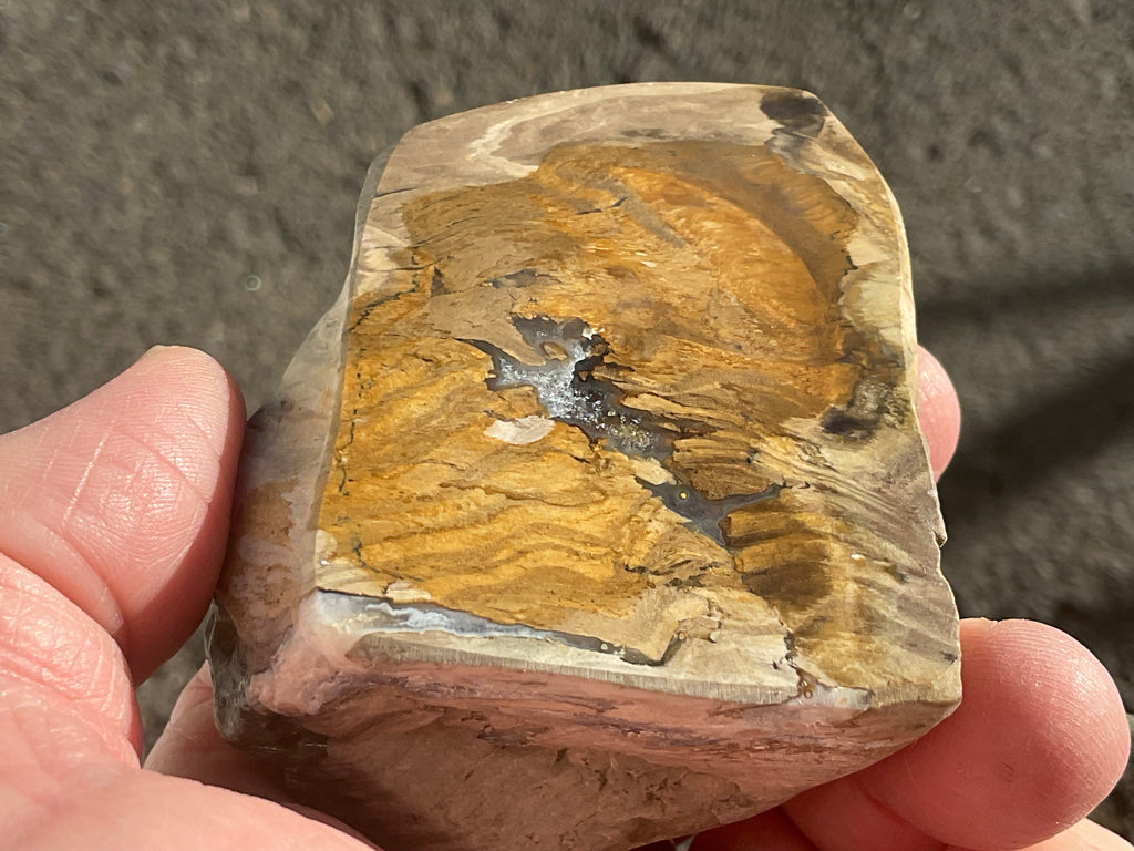 192g Australian Petrified Wood Polished Specimen