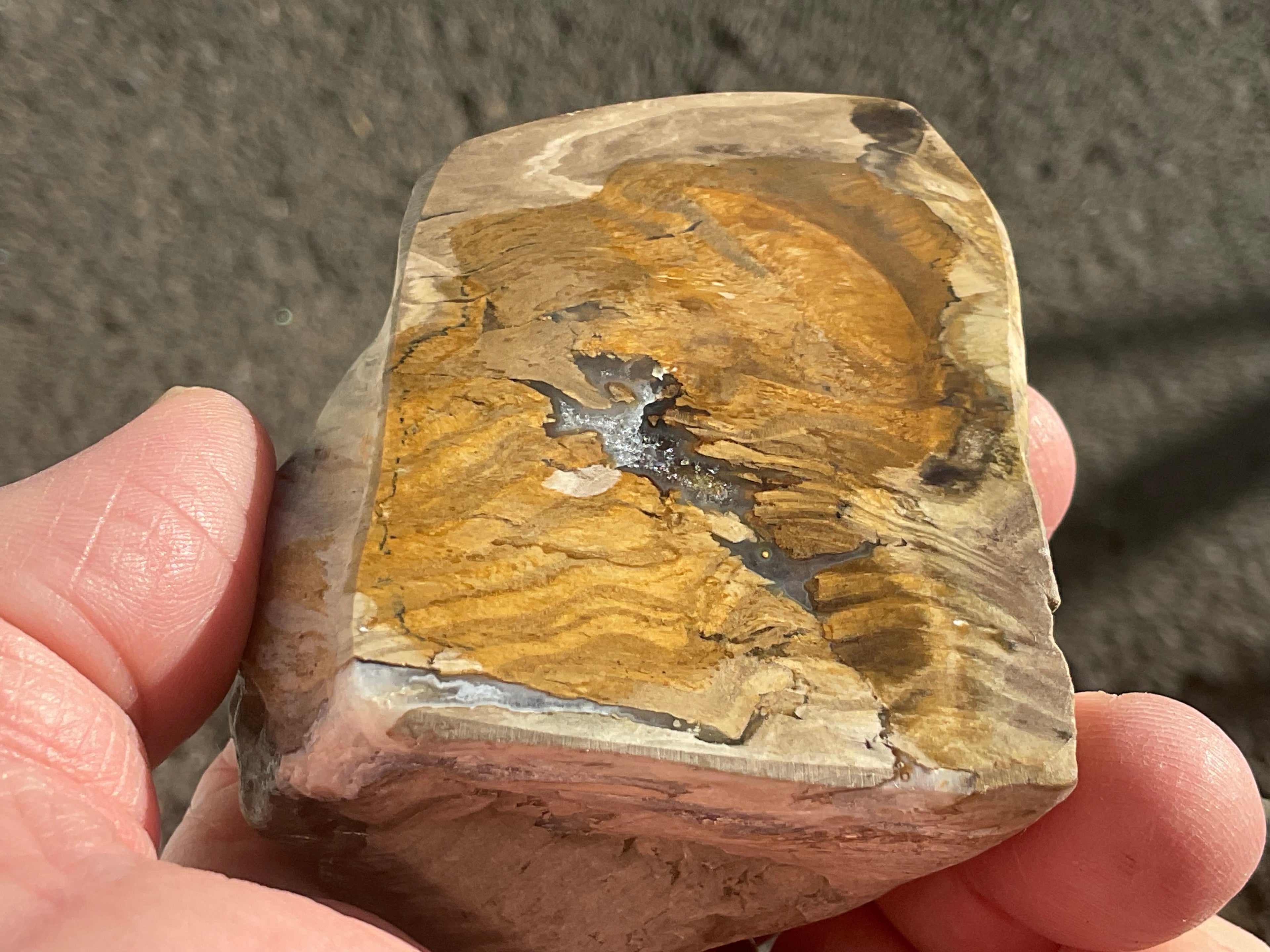 192g Australian Petrified Wood Polished Specimen