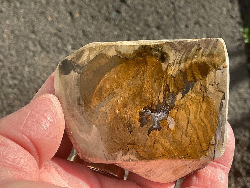 192g Australian Petrified Wood Polished Specimen
