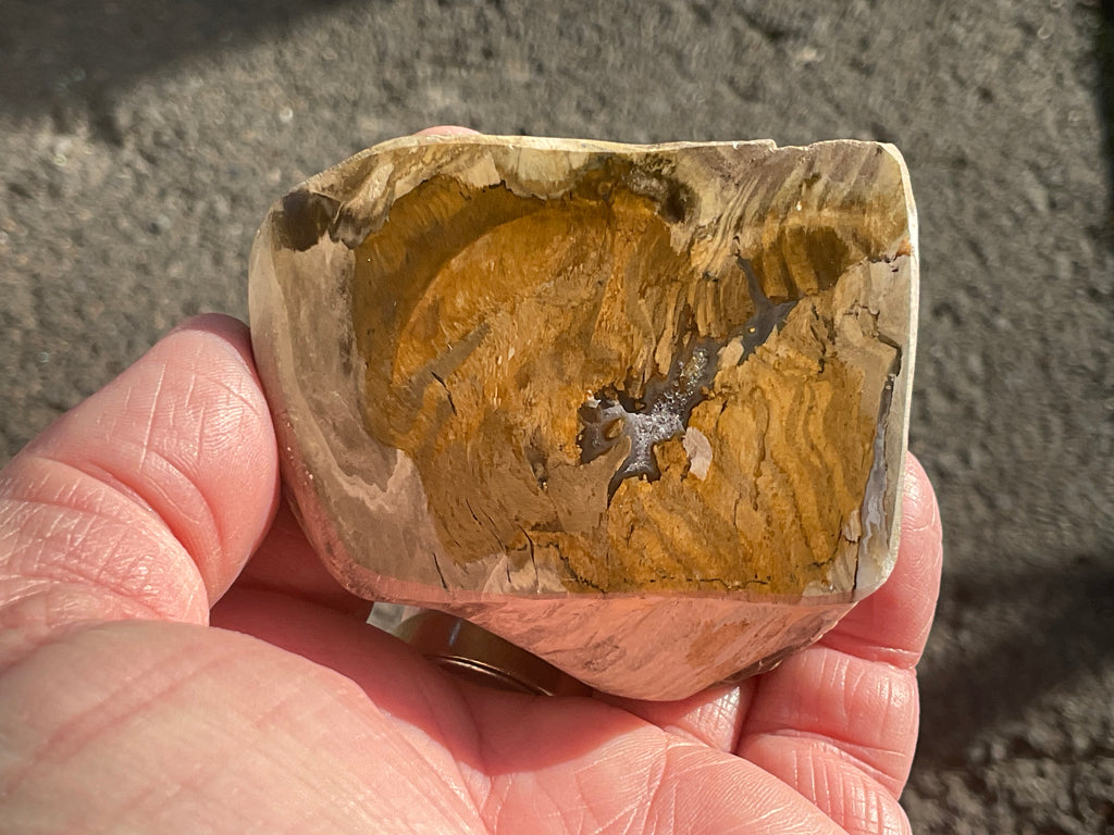 192g Australian Petrified Wood Polished Specimen