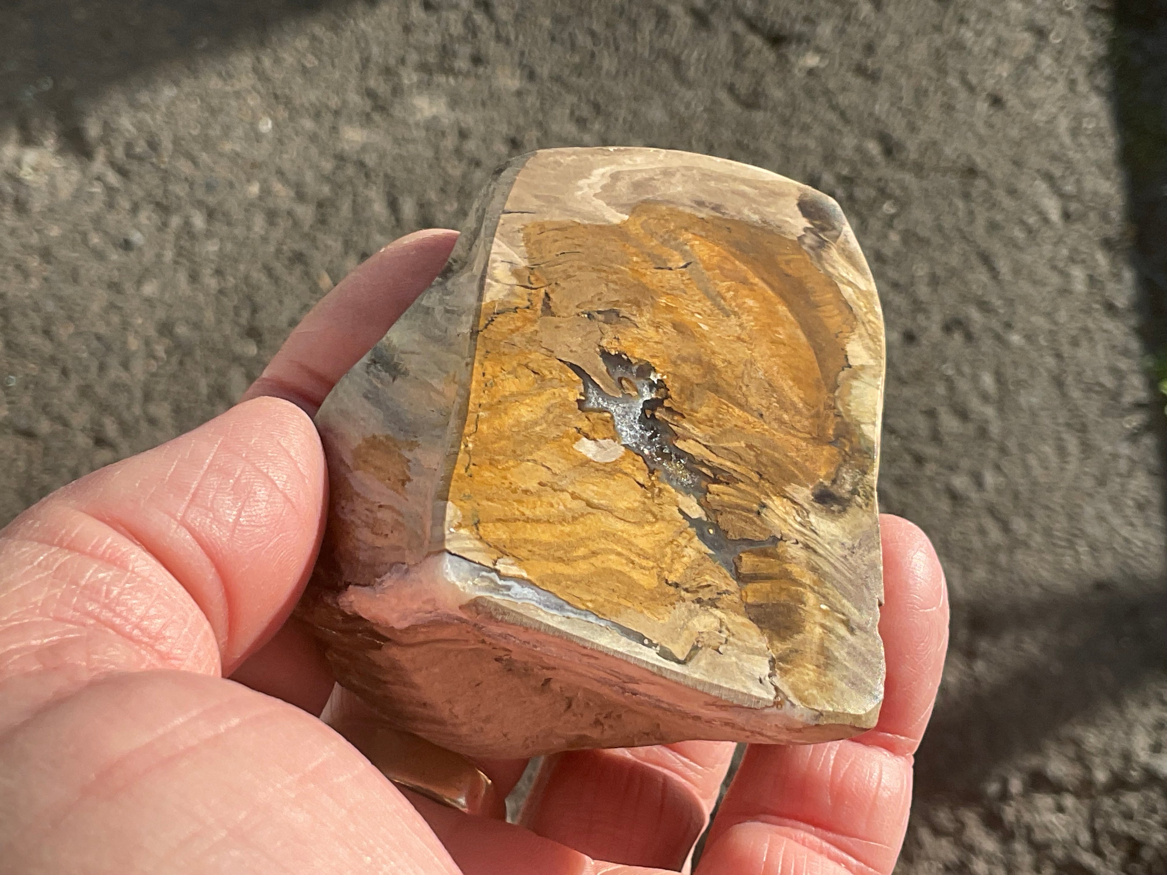 192g Australian Petrified Wood Polished Specimen