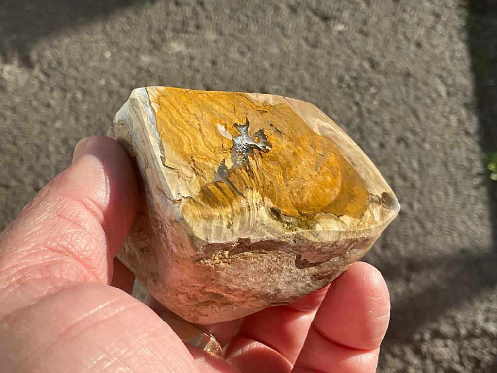 192g Australian Petrified Wood Polished Specimen