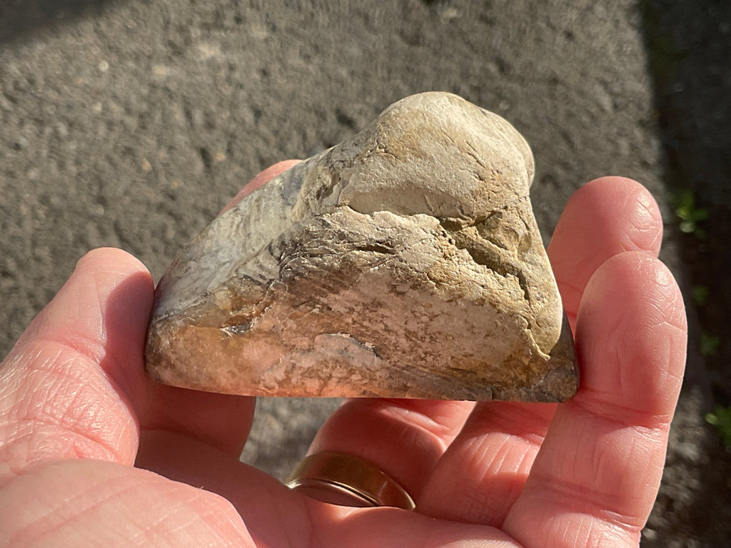 192g Australian Petrified Wood Polished Specimen