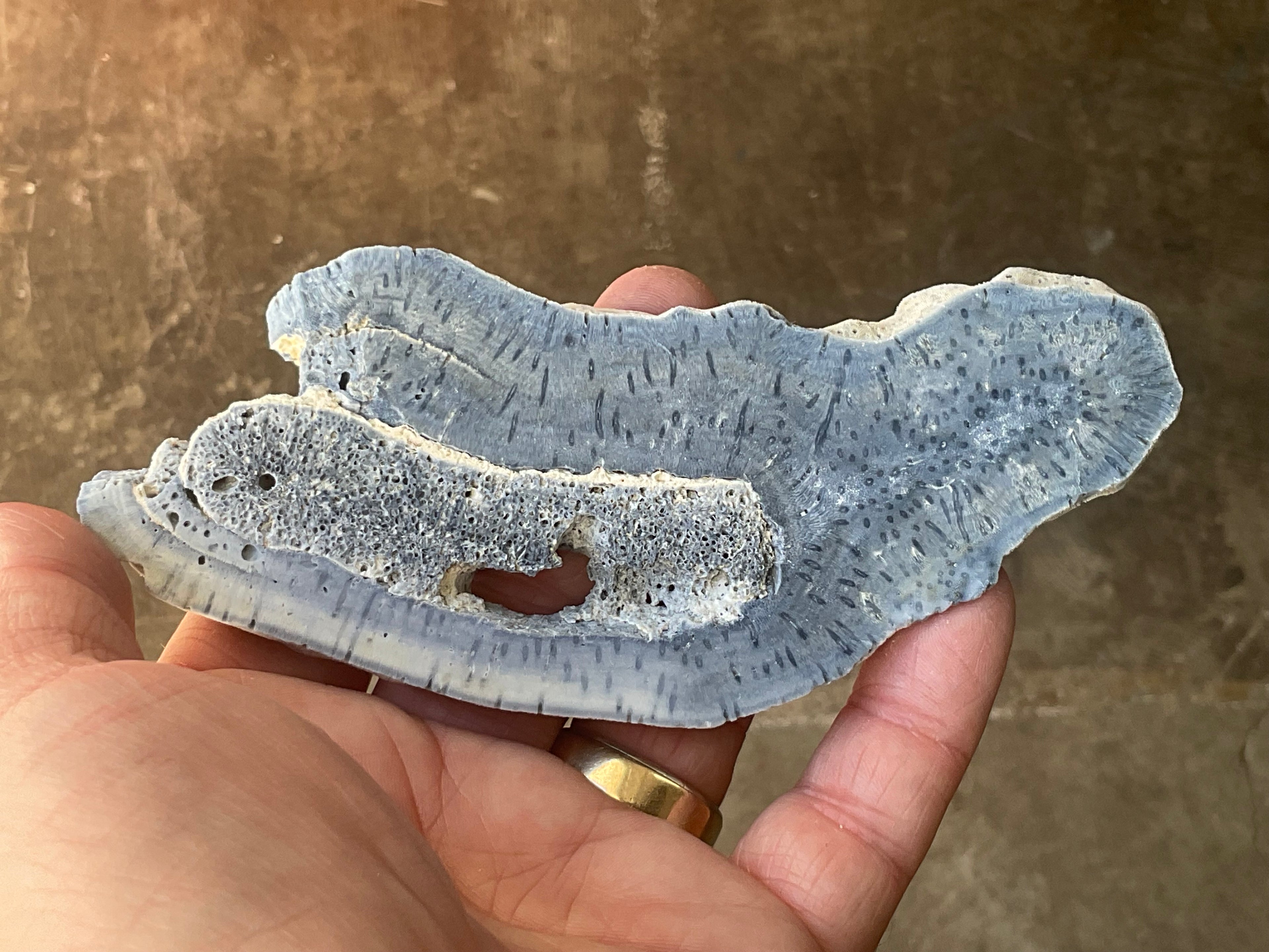 86g Natural Blue Coral Fossil Slab 4B