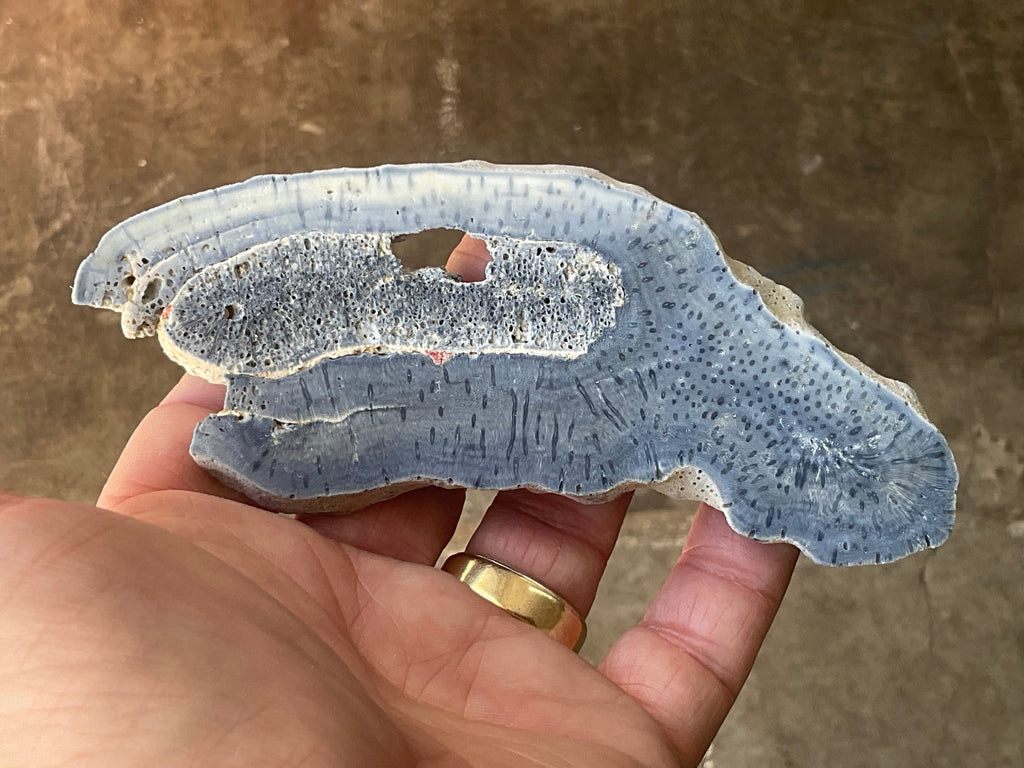 86g Natural Blue Coral Fossil Slab 4B