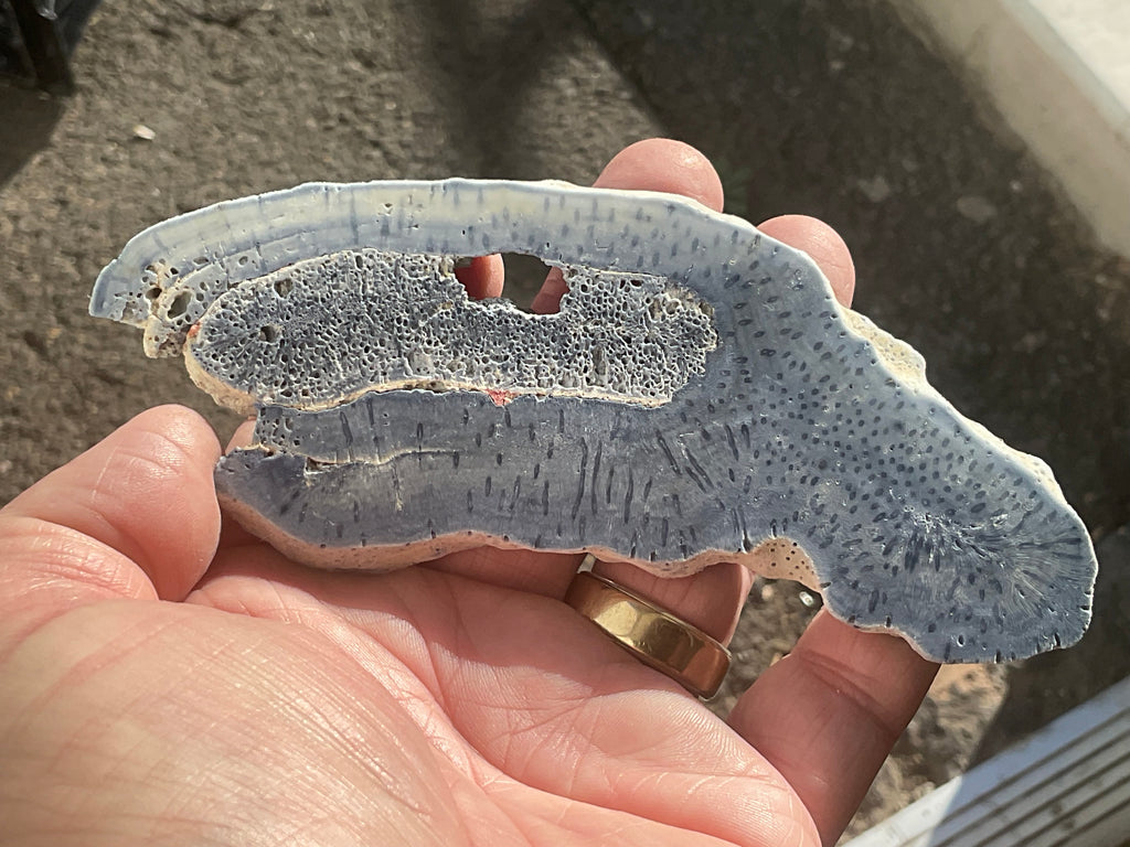 86g Natural Blue Coral Fossil Slab 4B