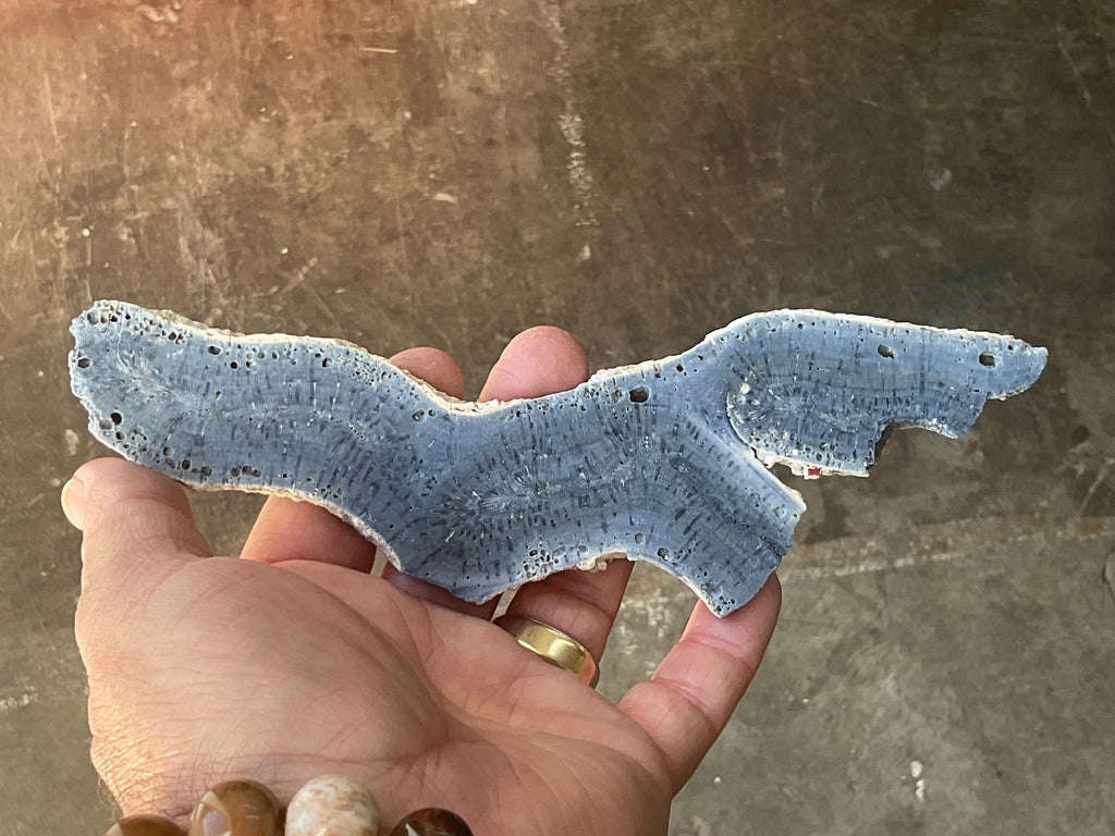 110g Natural Blue Coral Fossil Slab 4C