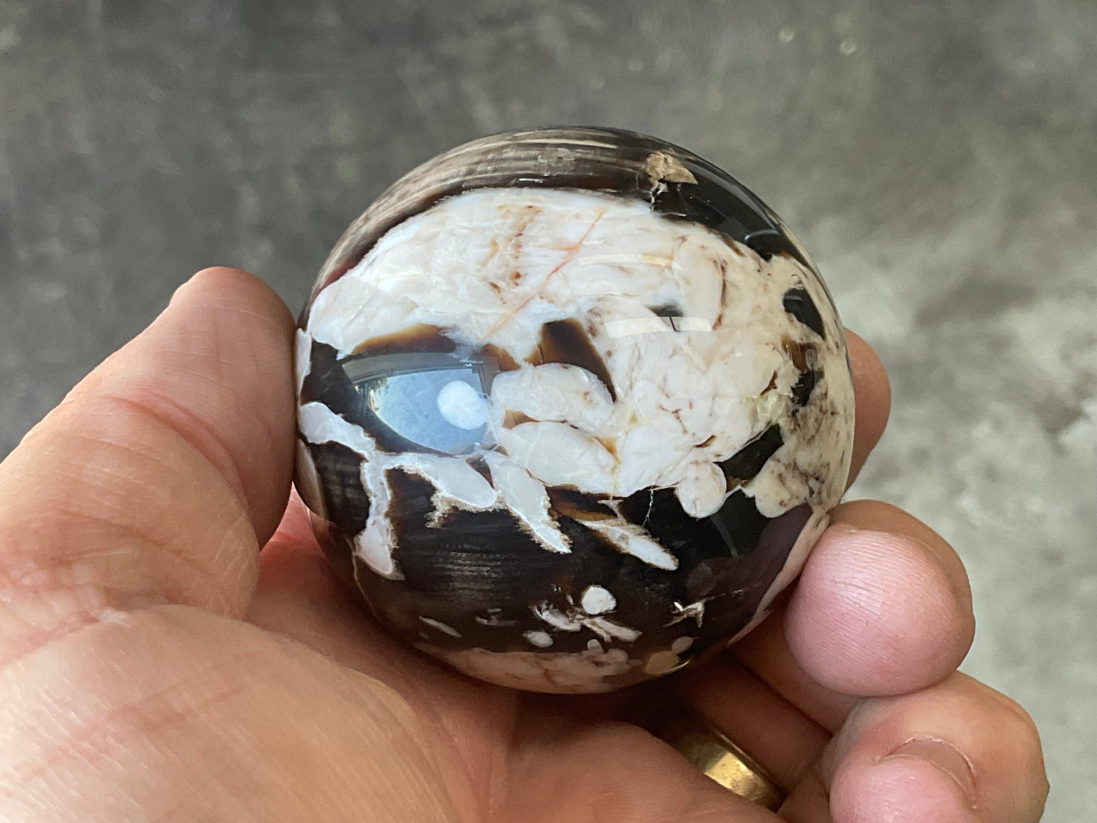 192g Western Australian “Peanut Wood” Sphere 1B