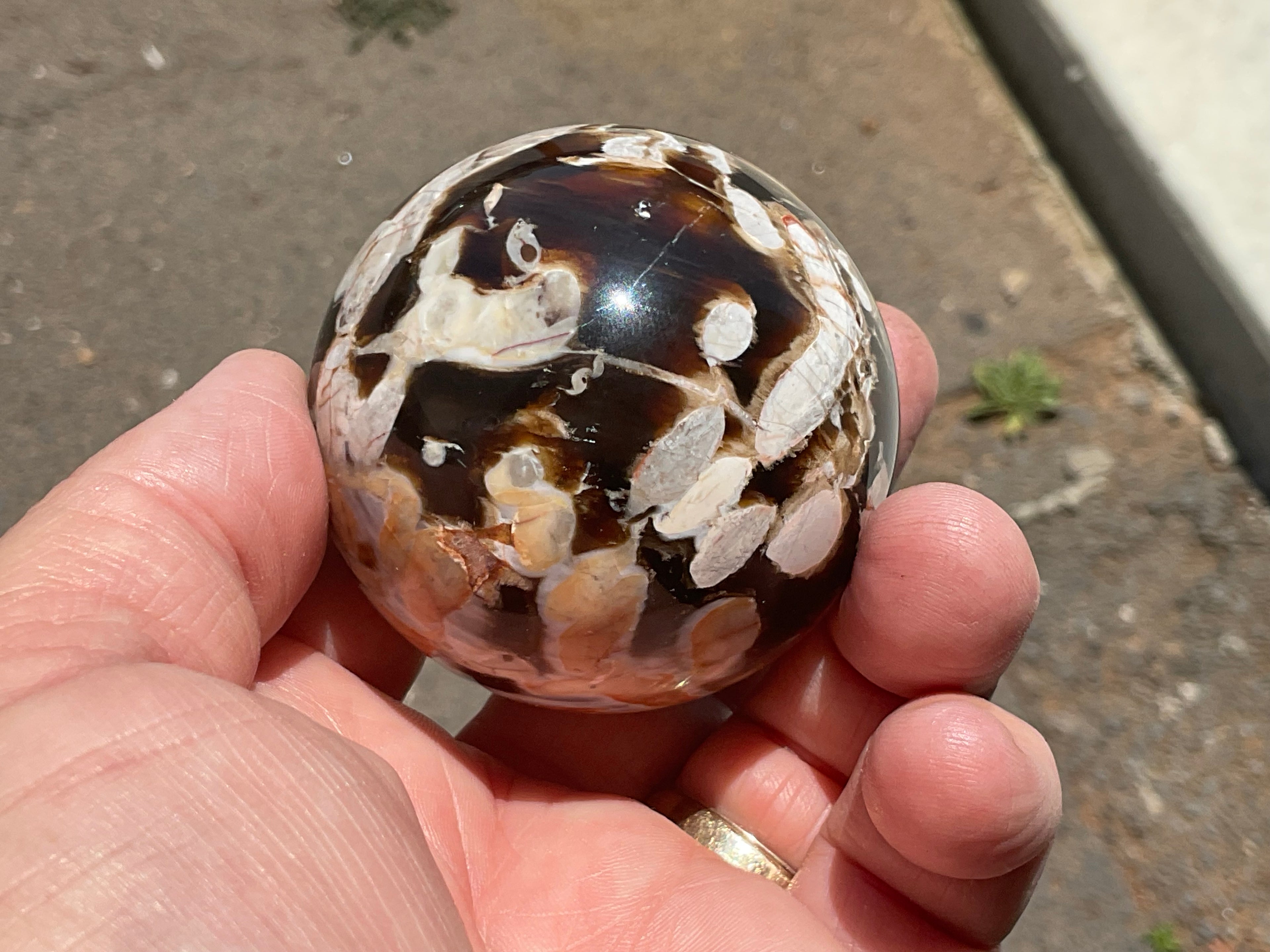 216g Western Australian “Peanut Wood” Sphere 1C