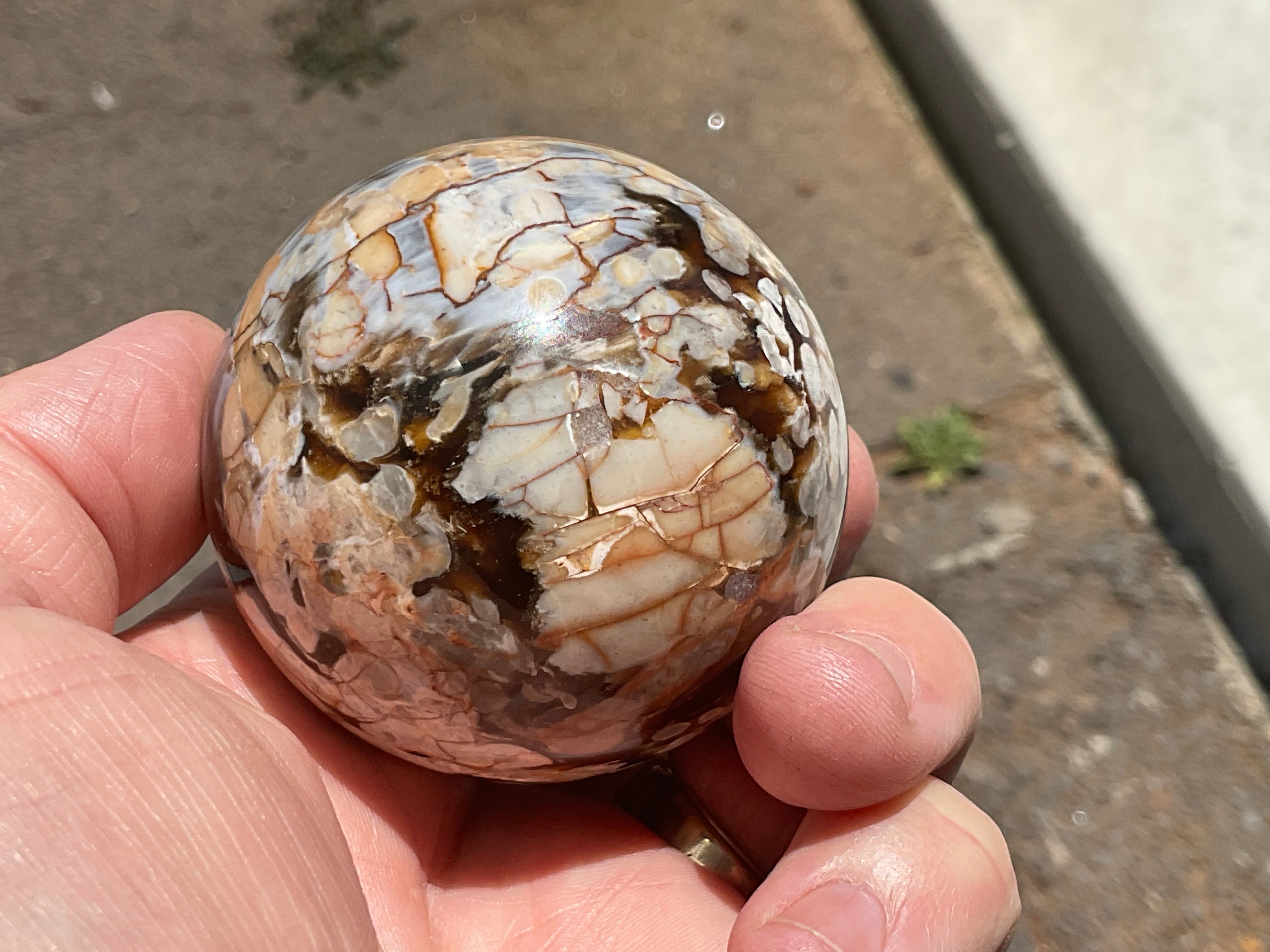 222g Western Australian “Peanut Wood” Sphere 2A