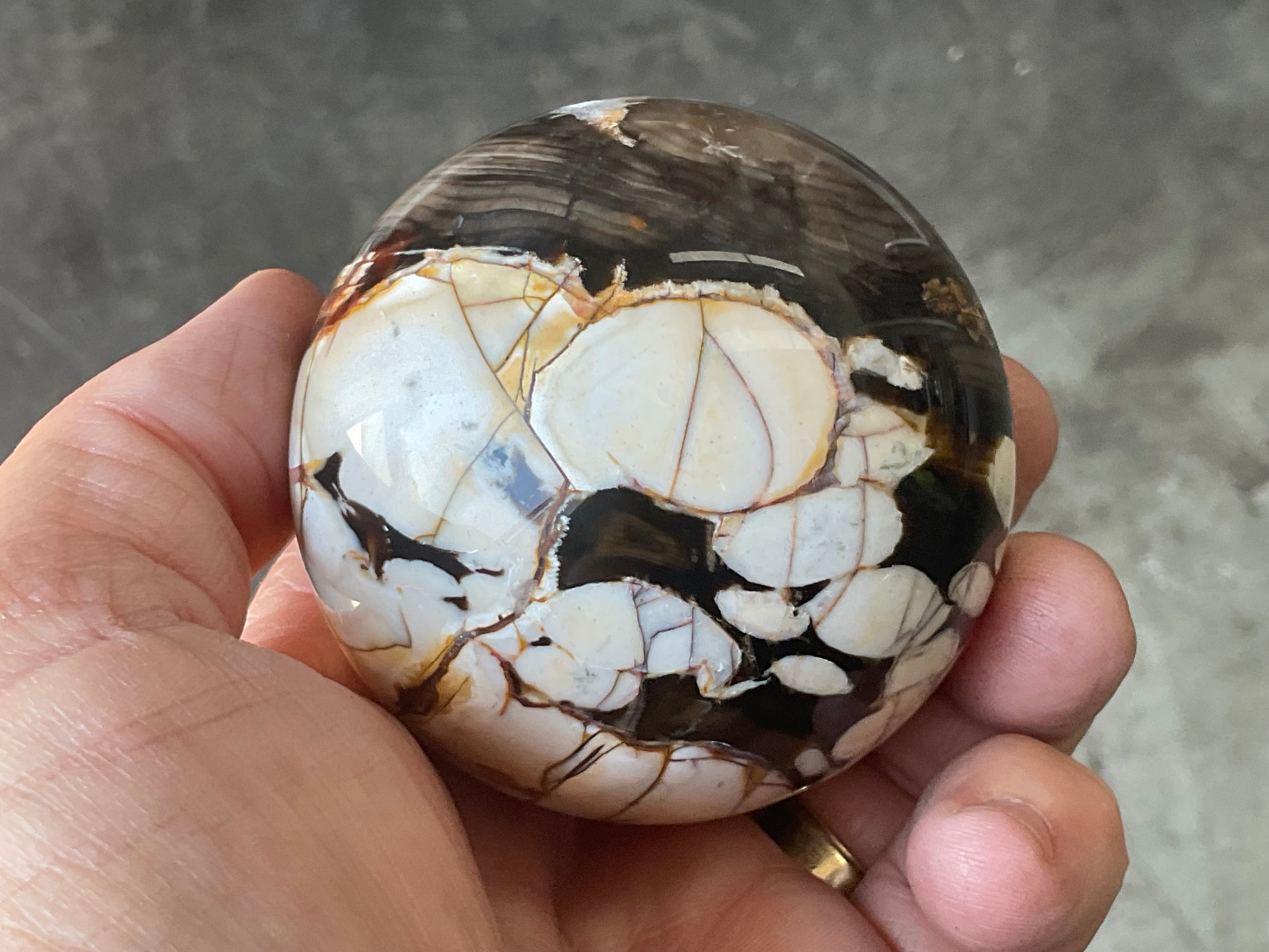 334g Western Australian “Peanut Wood” Sphere 4B