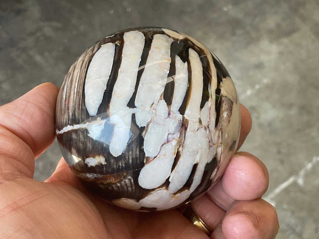 368g Western Australian “Peanut Wood” Sphere 5B