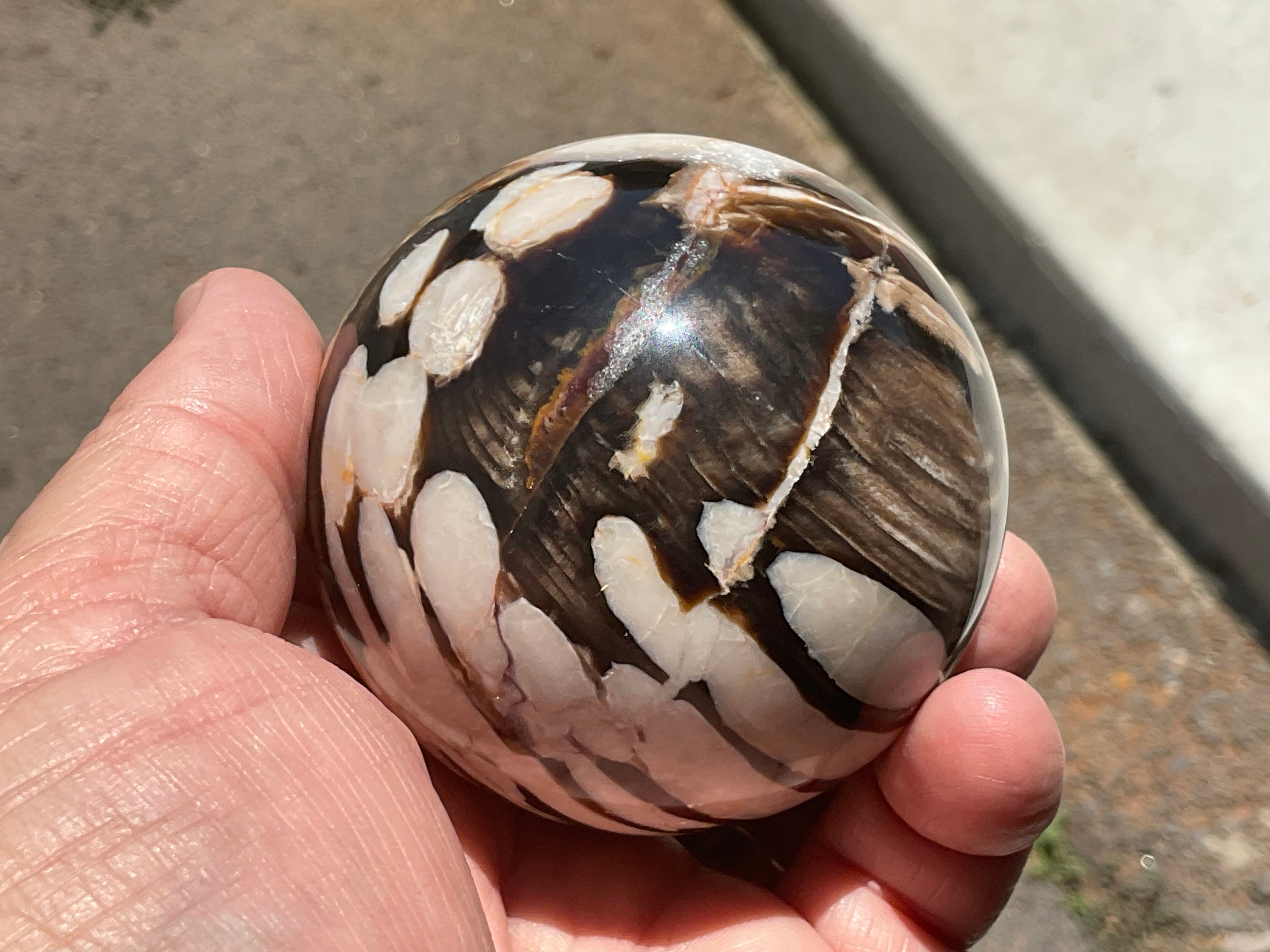368g Western Australian “Peanut Wood” Sphere 5B
