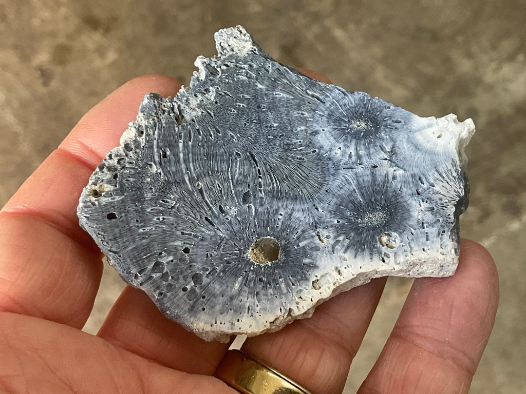 36g Natural Blue Fossilised Coral Slab 5B