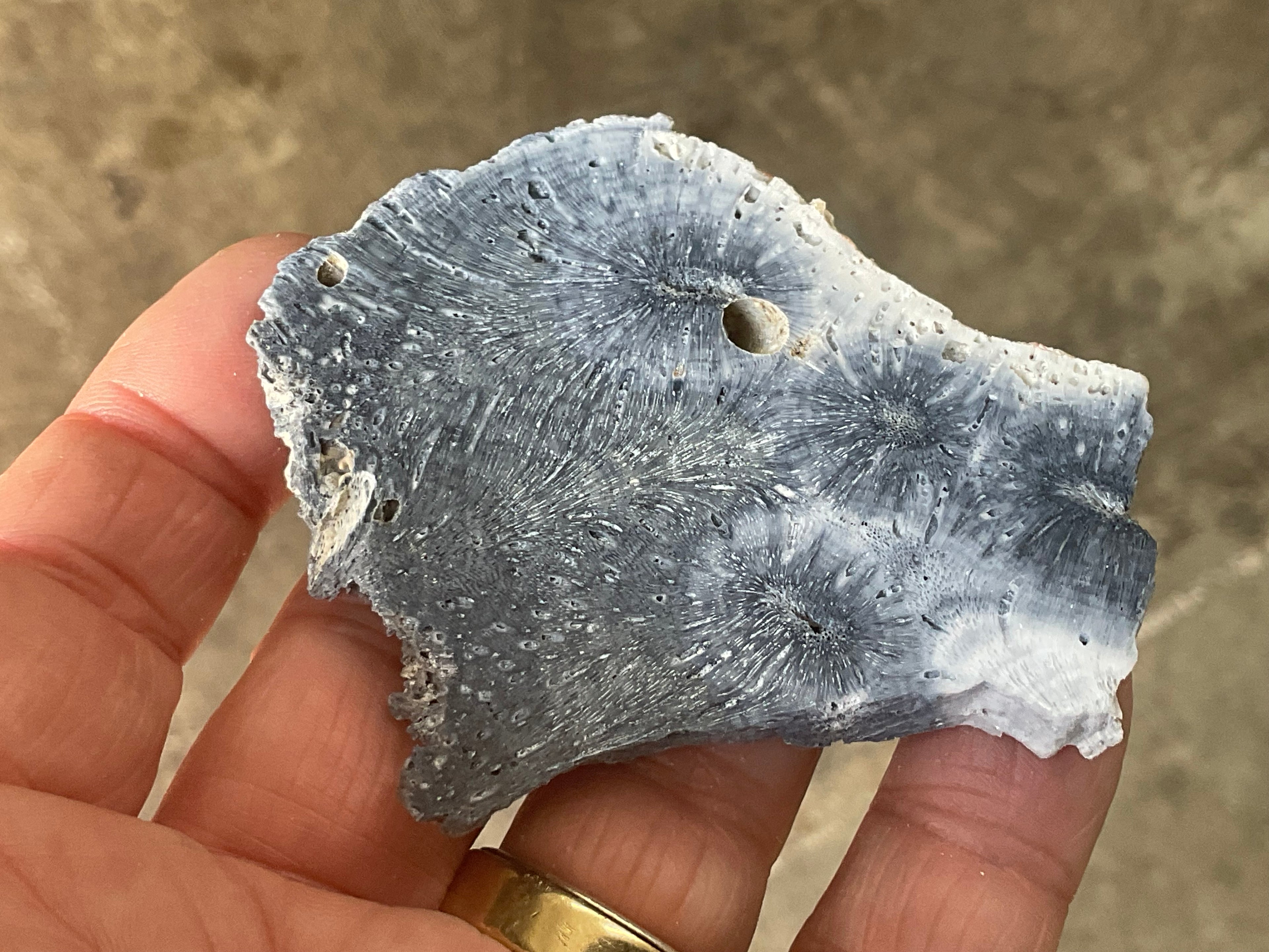 36g Natural Blue Fossilised Coral Slab 5B