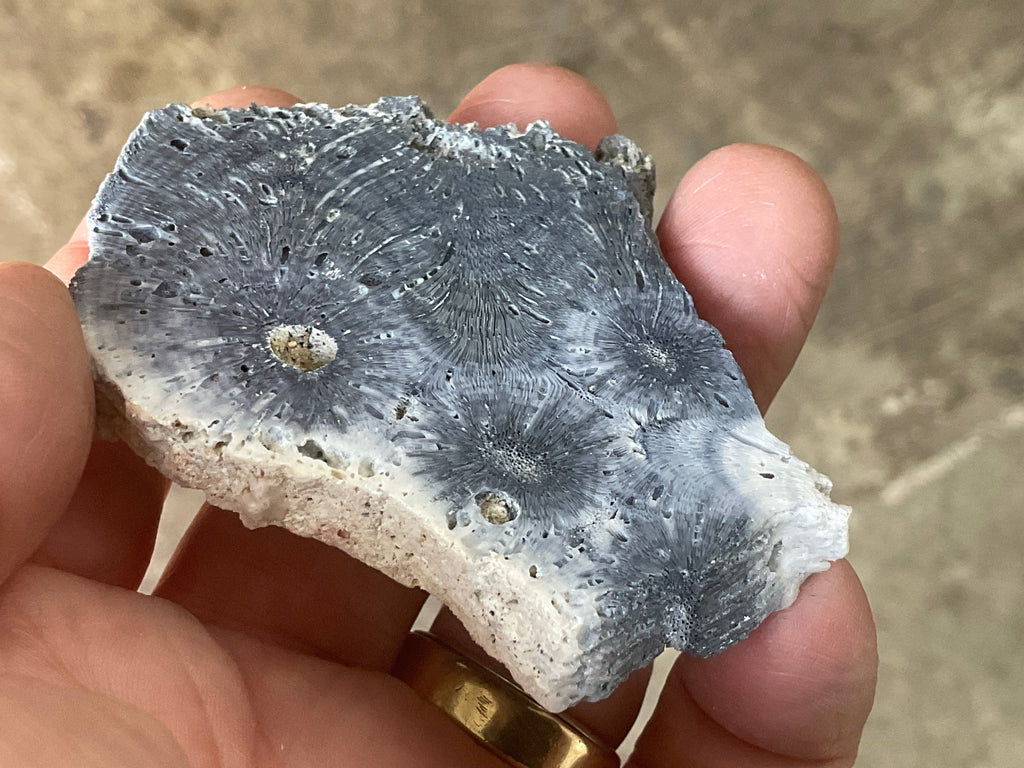 36g Natural Blue Fossilised Coral Slab 5B