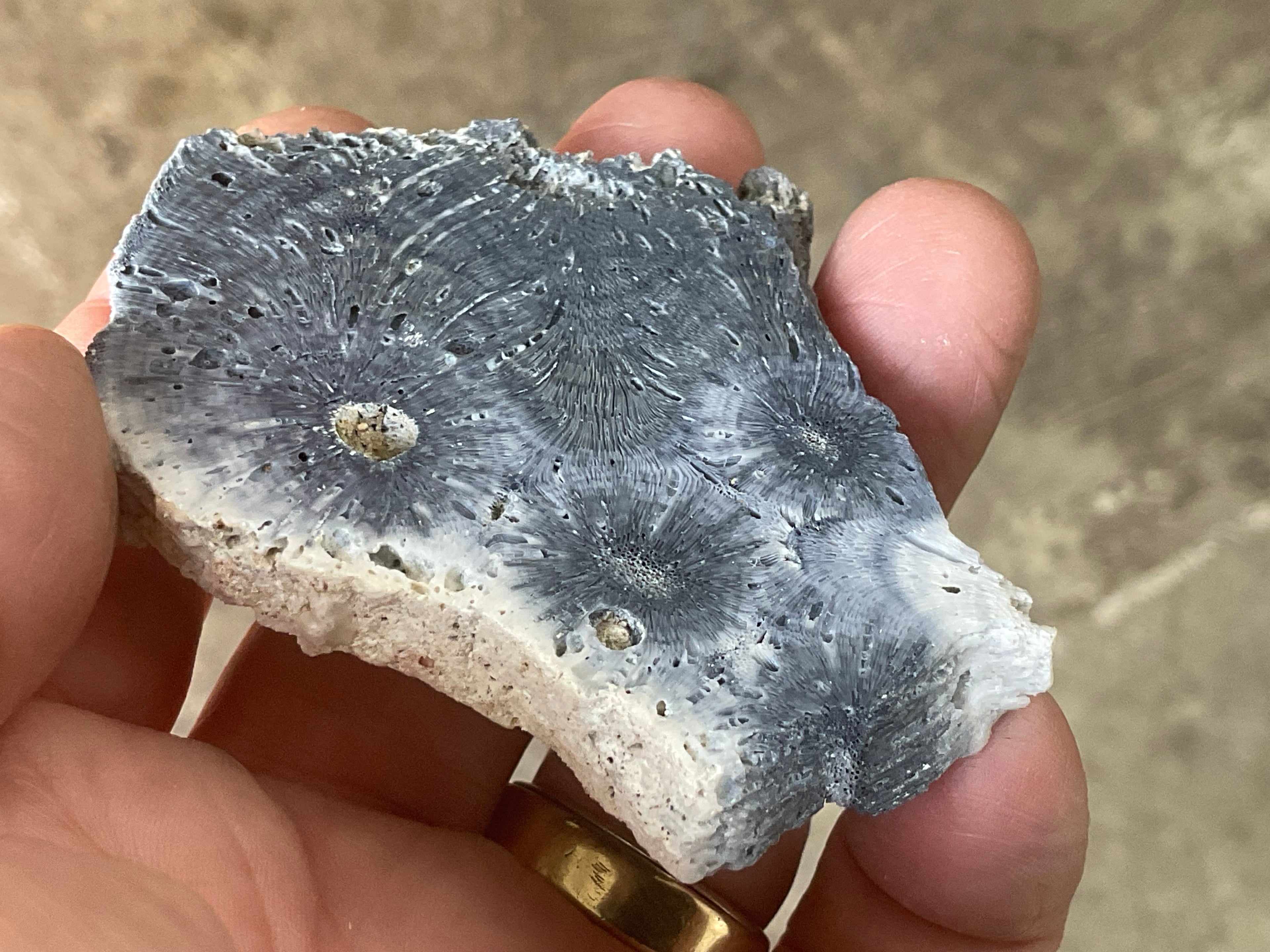 36g Natural Blue Fossilised Coral Slab 5B