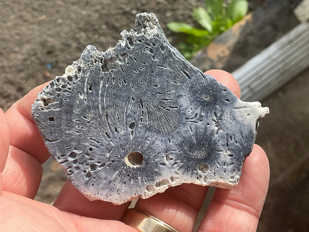 36g Natural Blue Fossilised Coral Slab 5B
