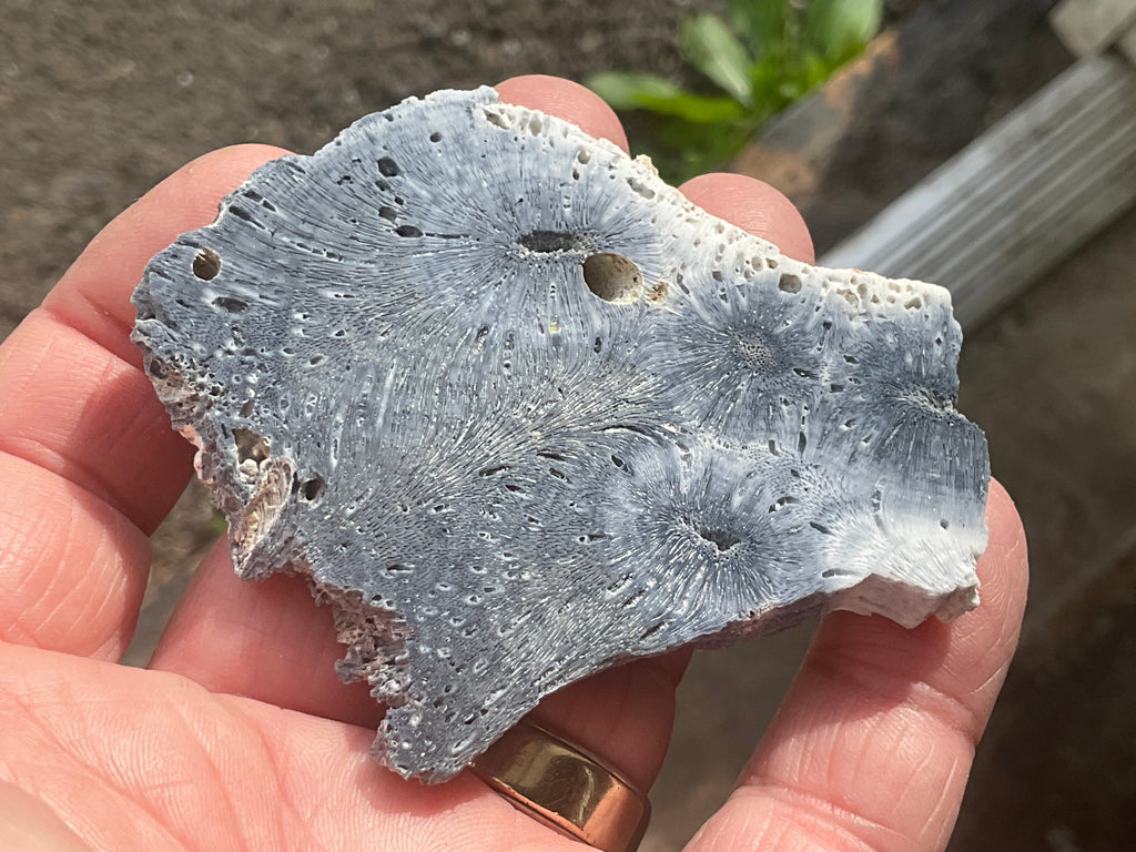 36g Natural Blue Fossilised Coral Slab 5B
