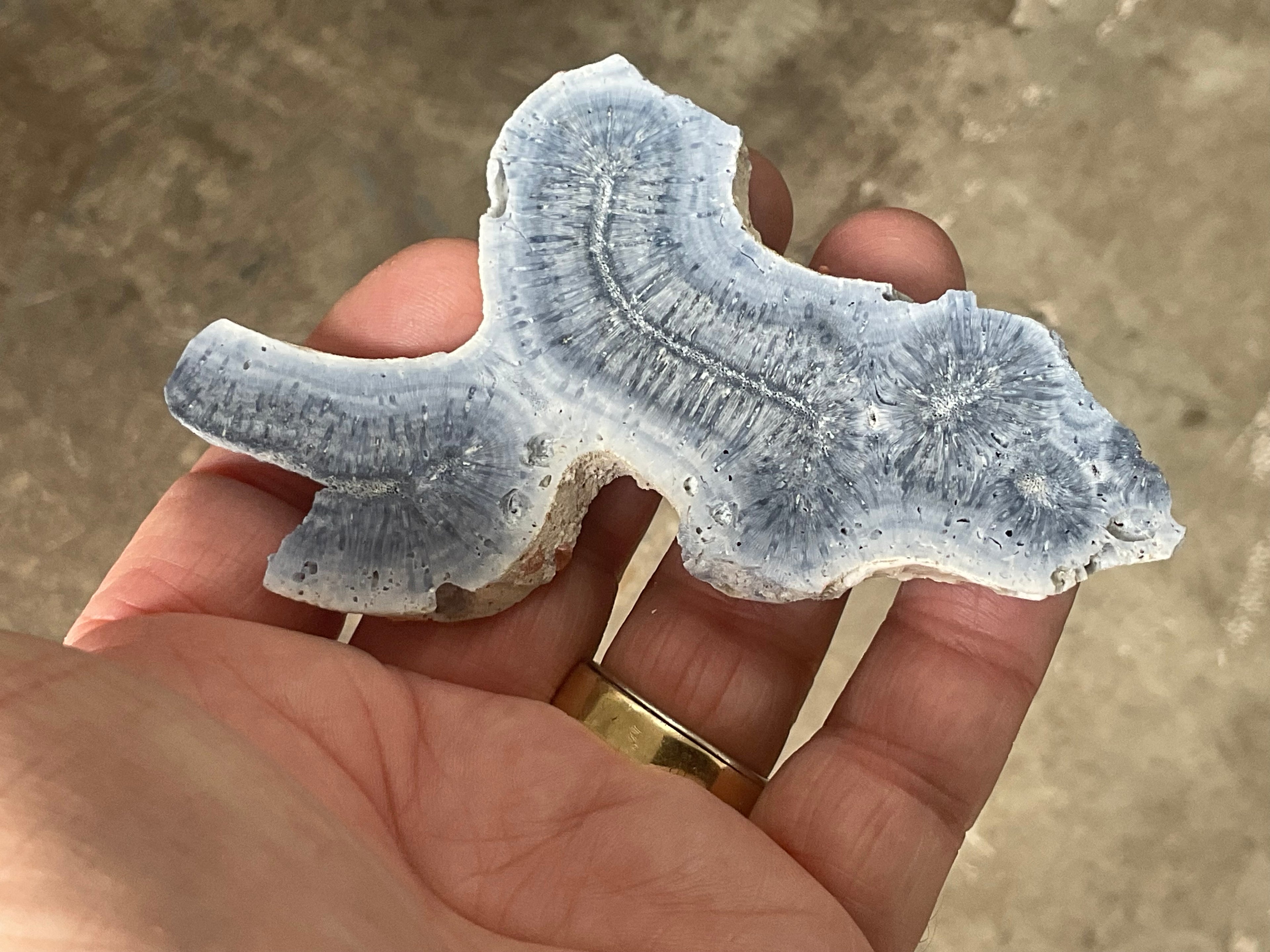 46g Natural Blue Fossil Coral Slab 6A