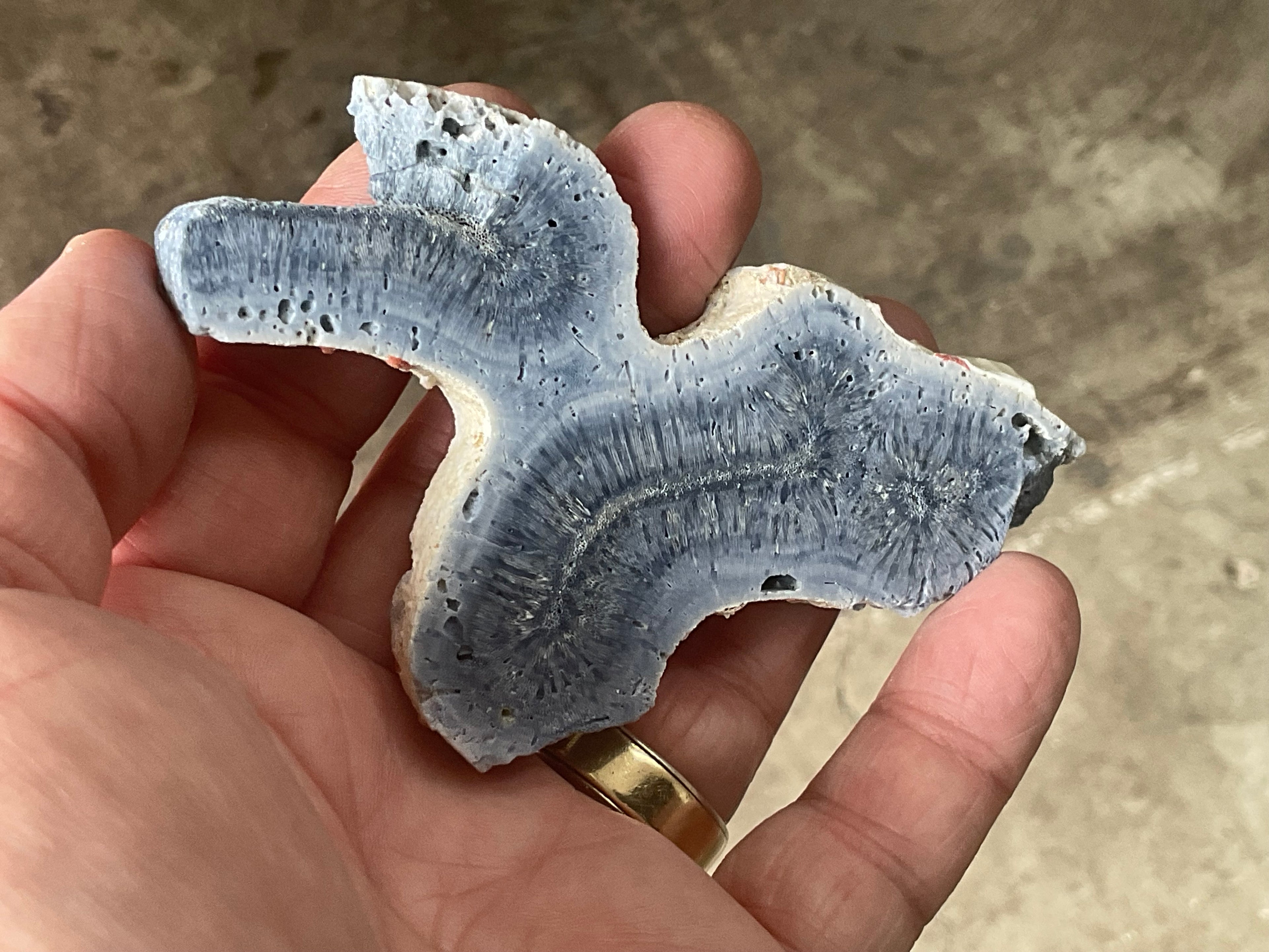 46g Natural Blue Fossil Coral Slab 6A