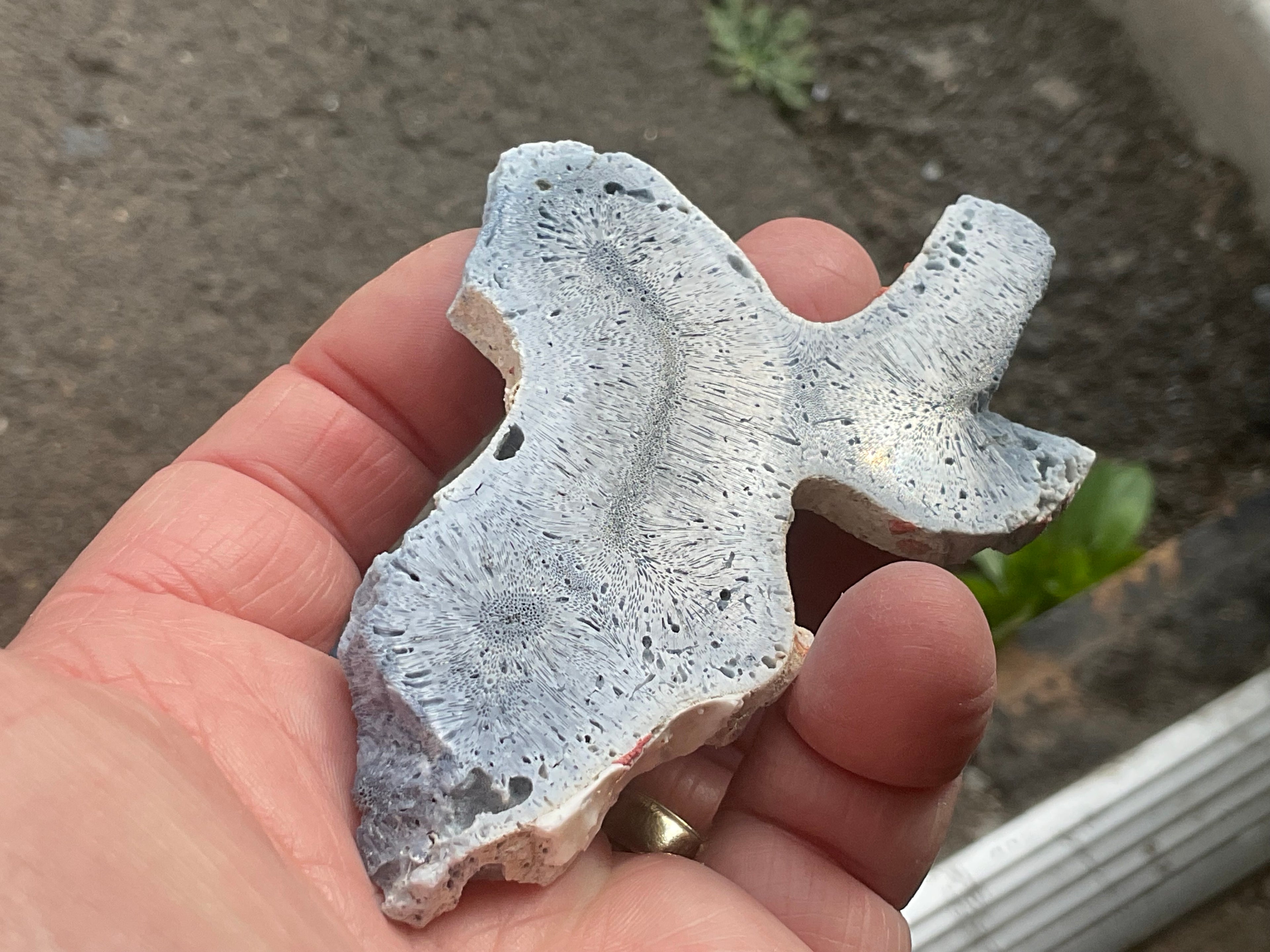 46g Natural Blue Fossil Coral Slab 6A