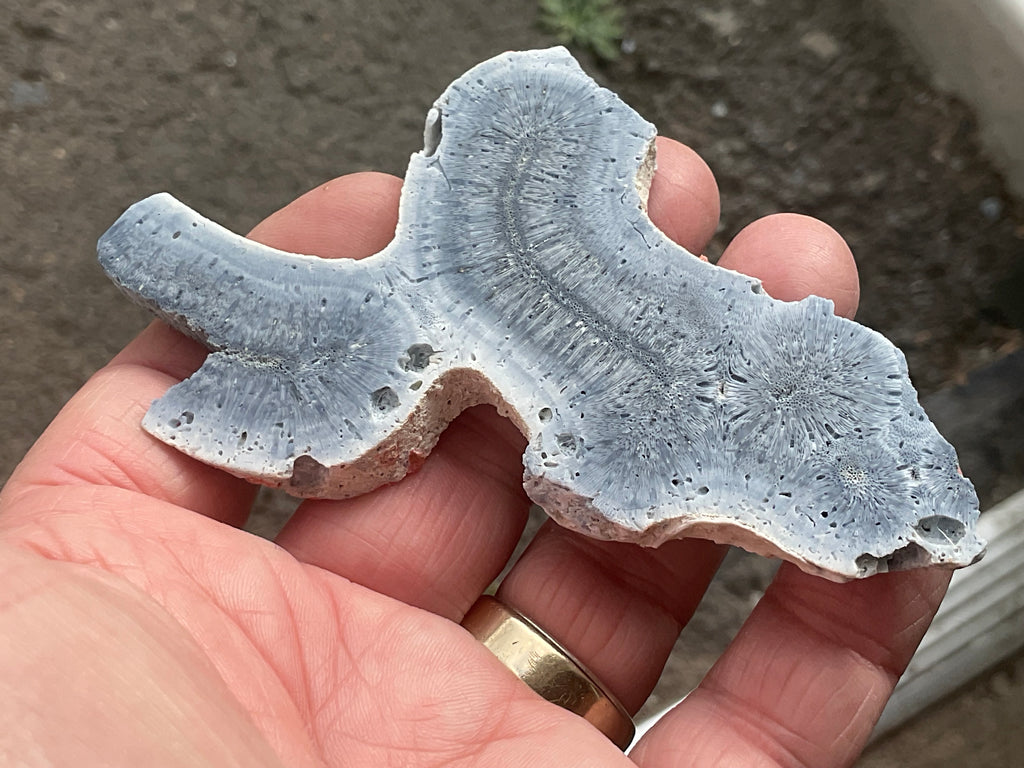46g Natural Blue Fossil Coral Slab 6A