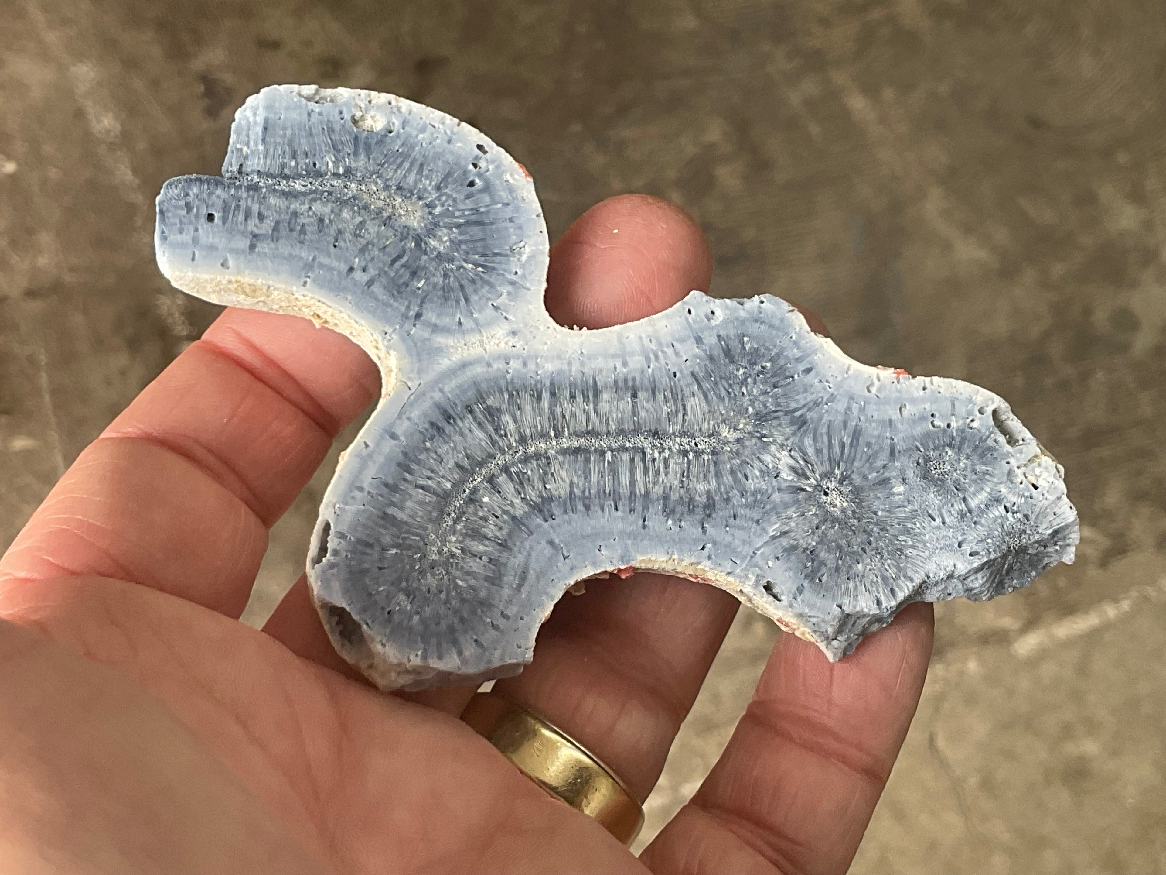 56g Natural Blue Coral Fossil Slab 6B