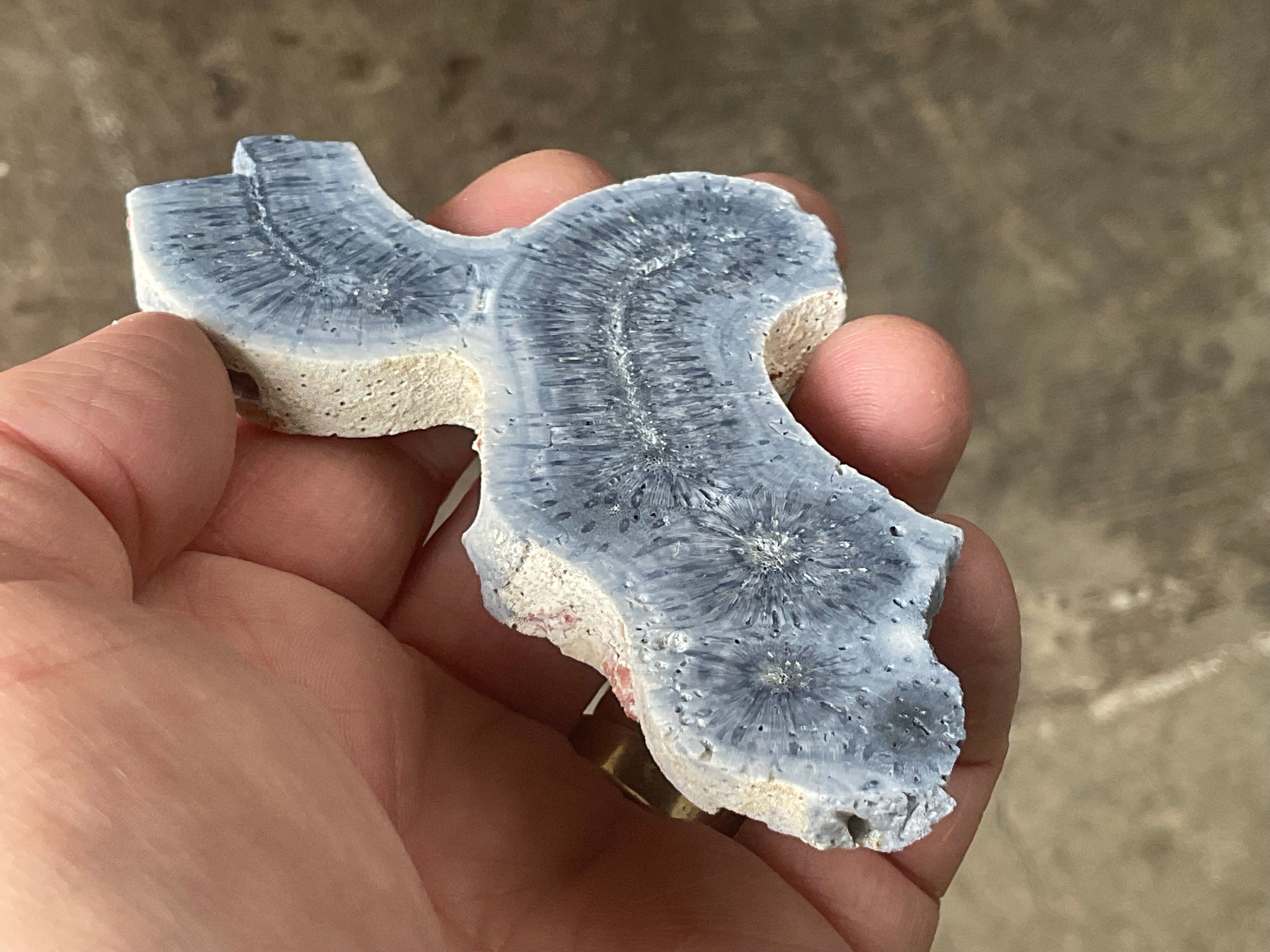 56g Natural Blue Coral Fossil Slab 6B