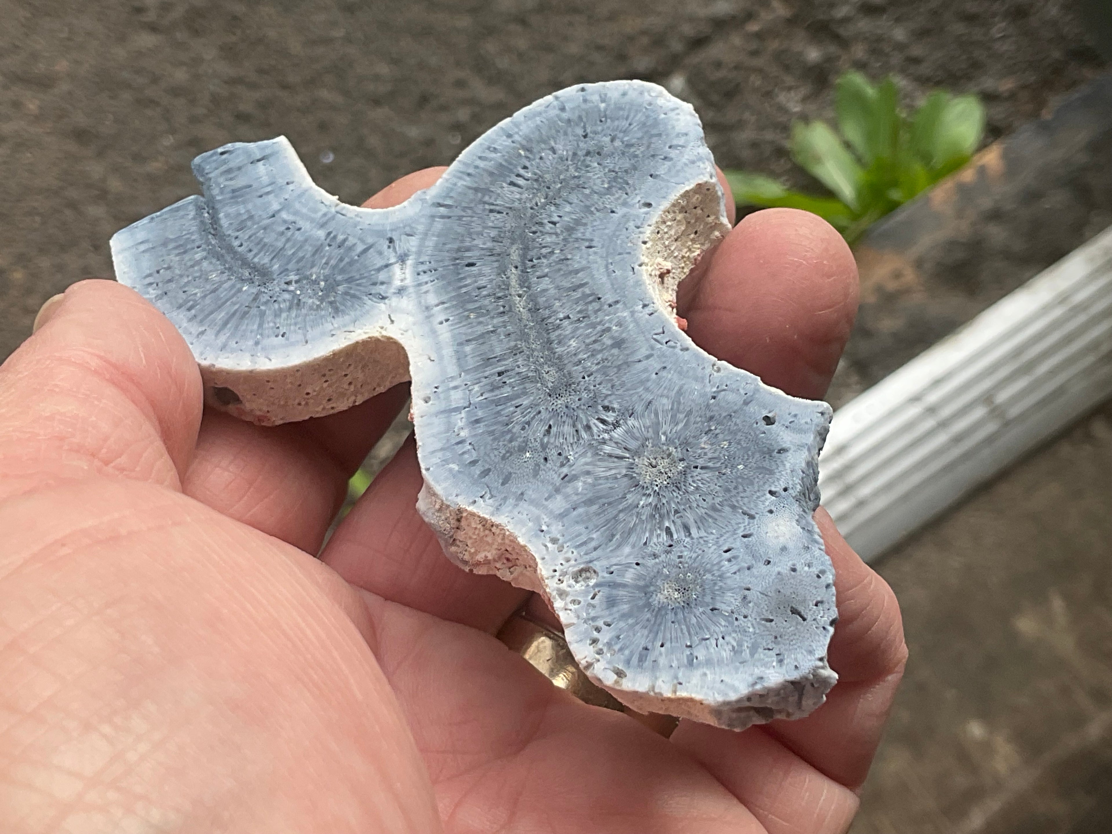 56g Natural Blue Coral Fossil Slab 6B