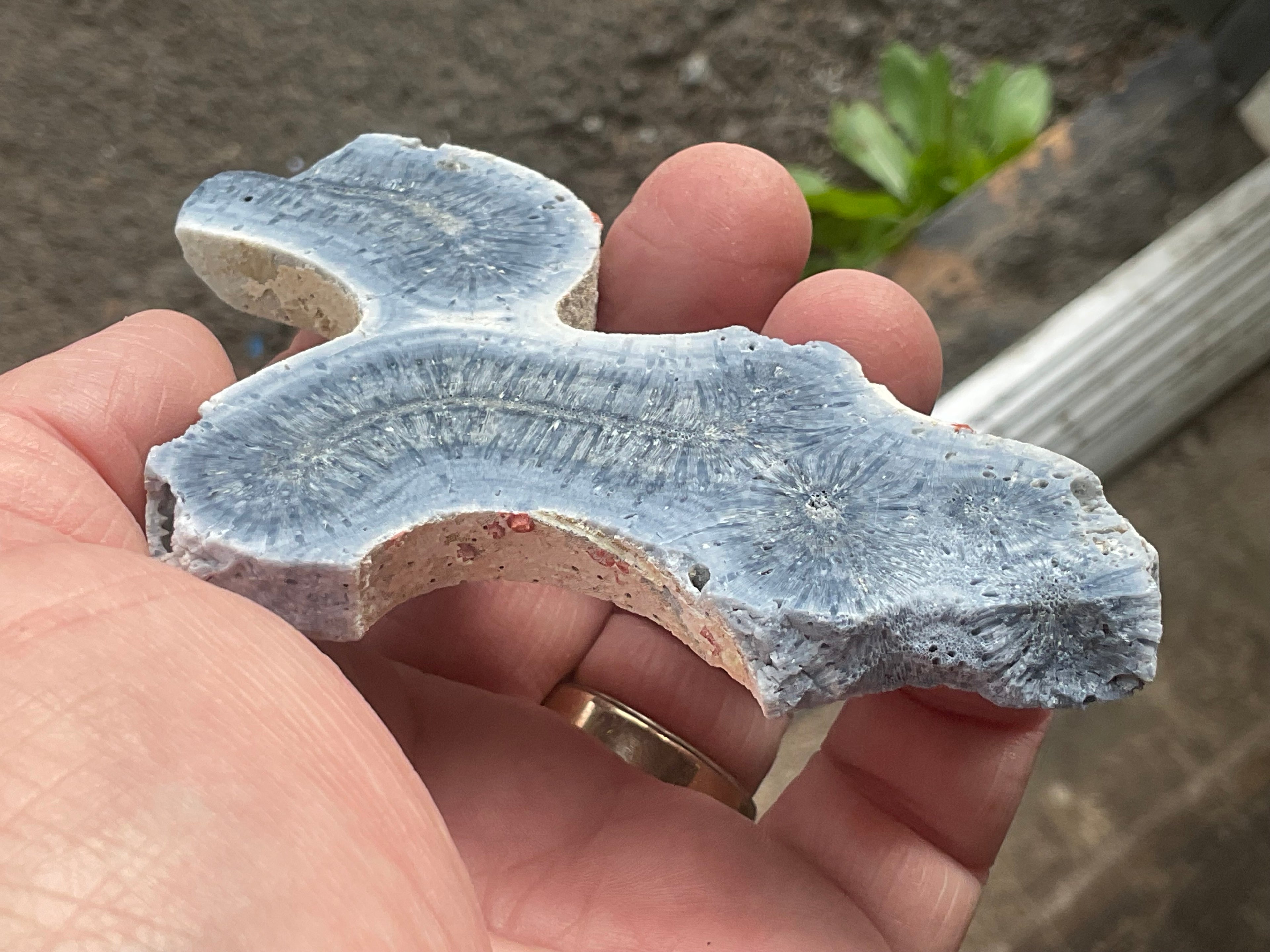 56g Natural Blue Coral Fossil Slab 6B
