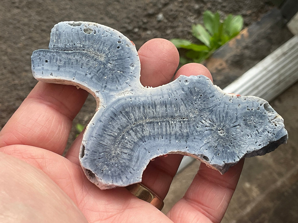 56g Natural Blue Coral Fossil Slab 6B