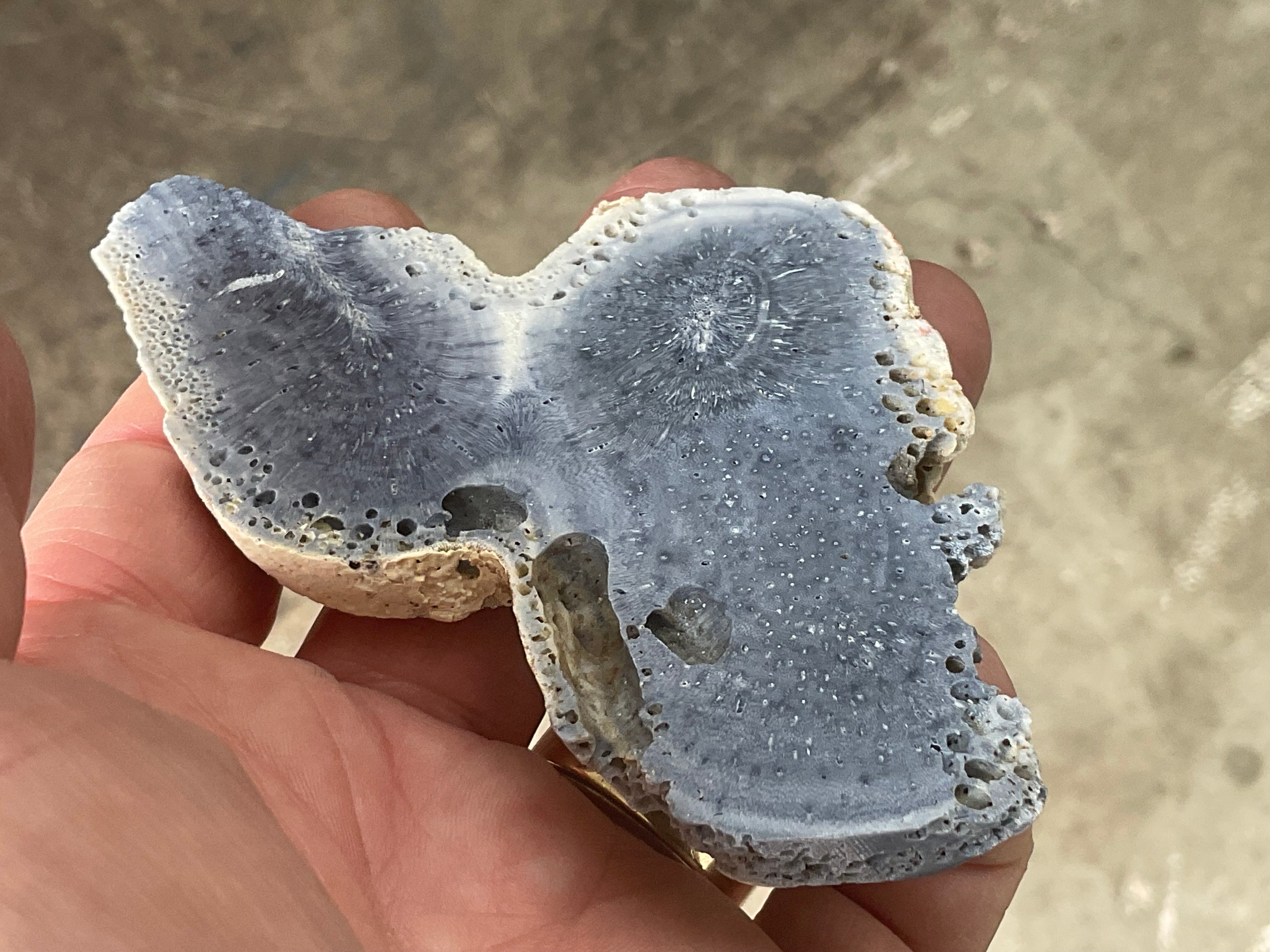 64g Natural Blue Coral Fossil Slab 7A