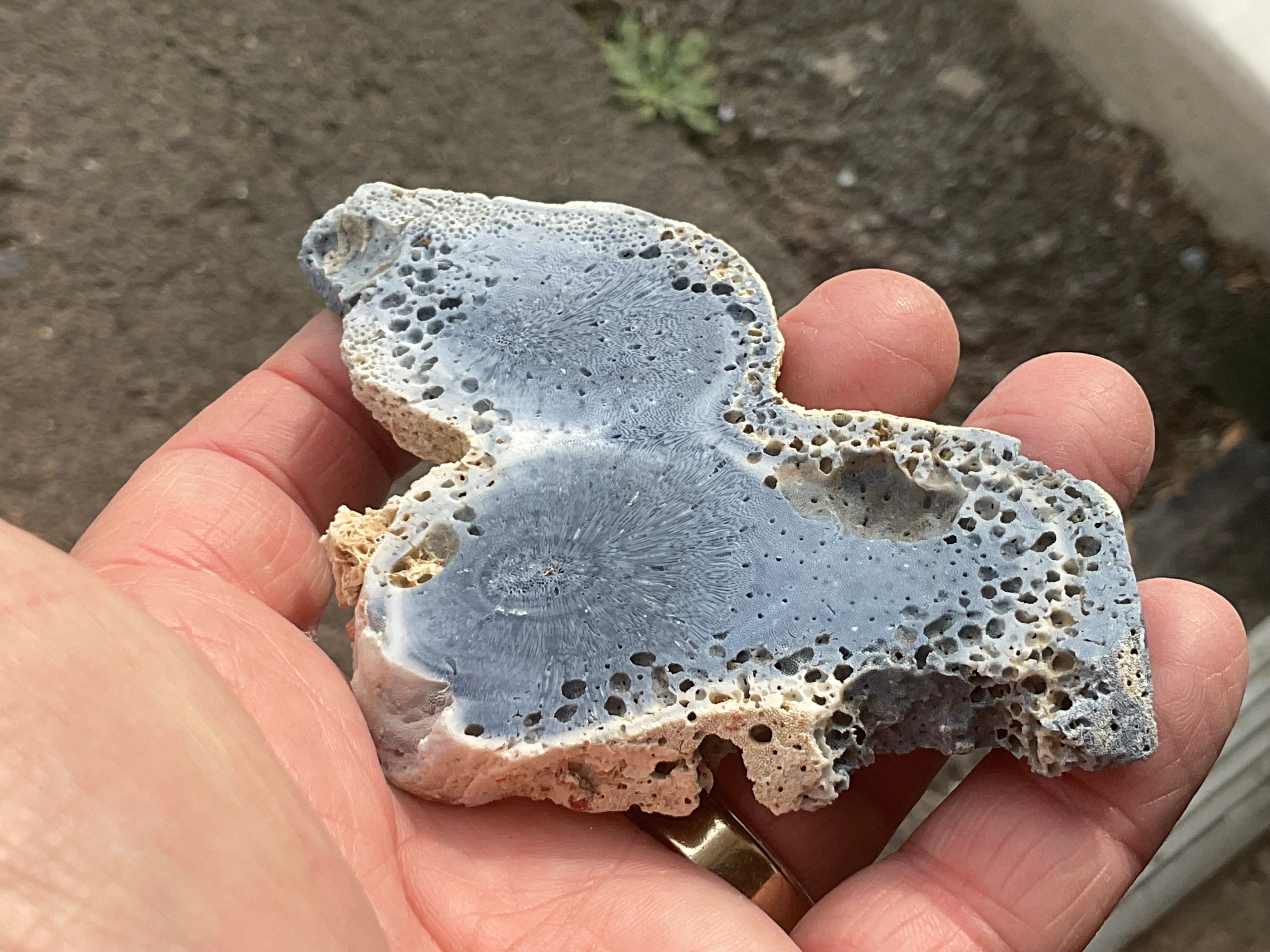 64g Natural Blue Coral Fossil Slab 7A