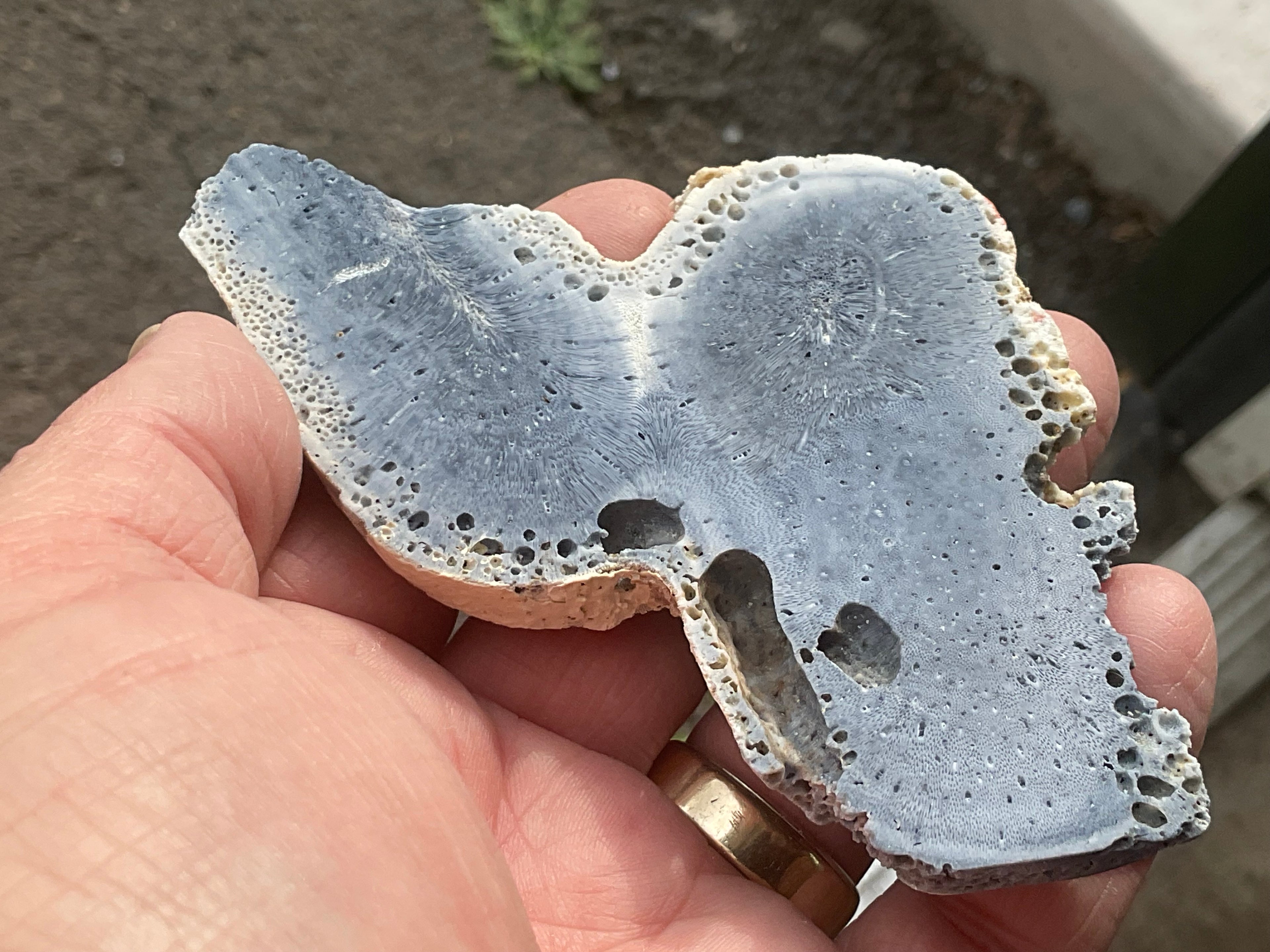 64g Natural Blue Coral Fossil Slab 7A