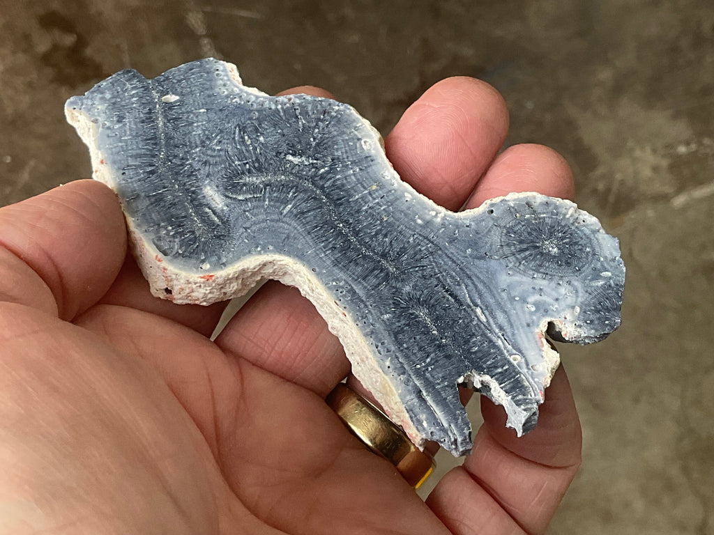60g Natural Blue Coral Fossil Slab 7B