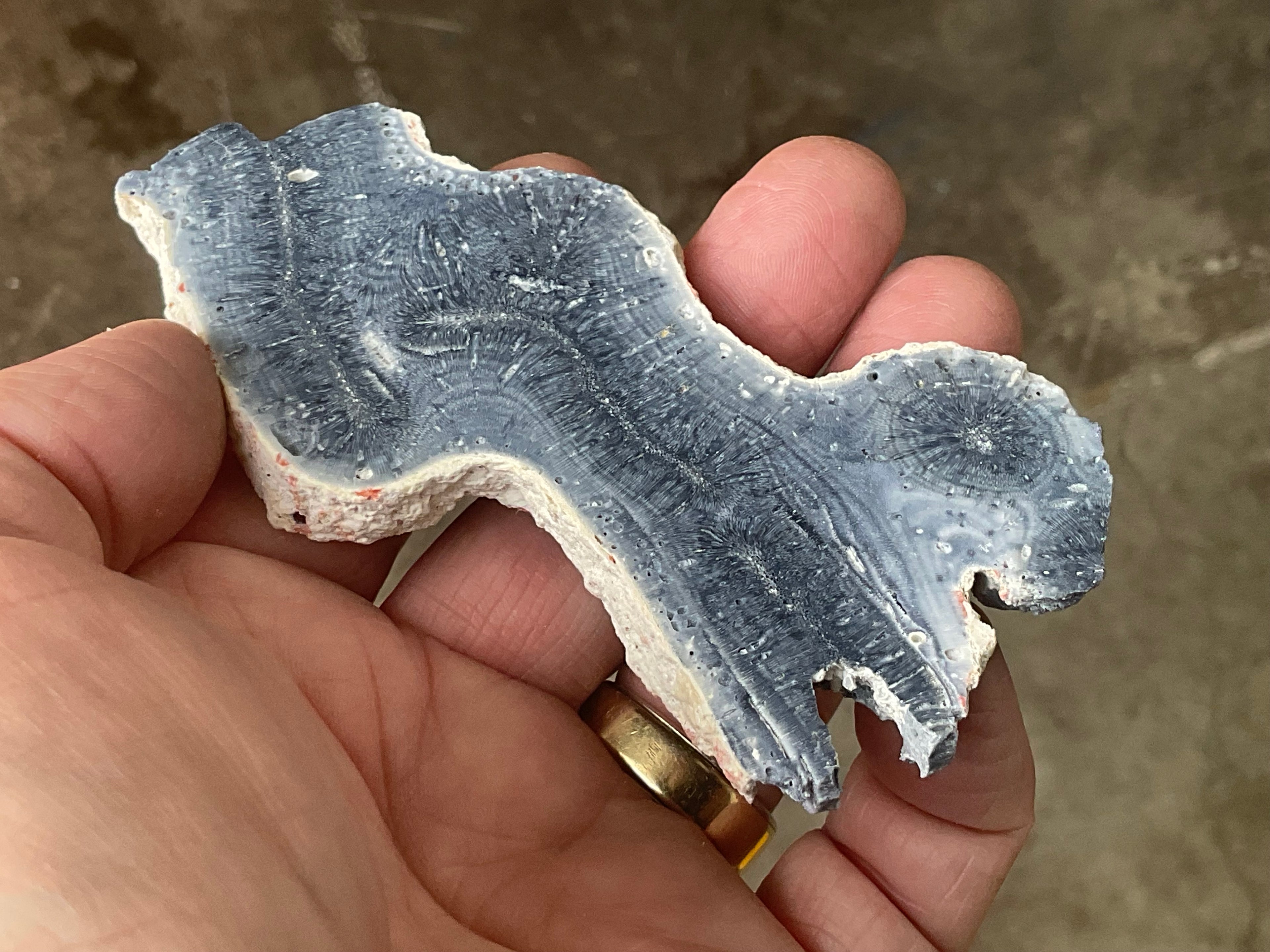 60g Natural Blue Coral Fossil Slab 7B