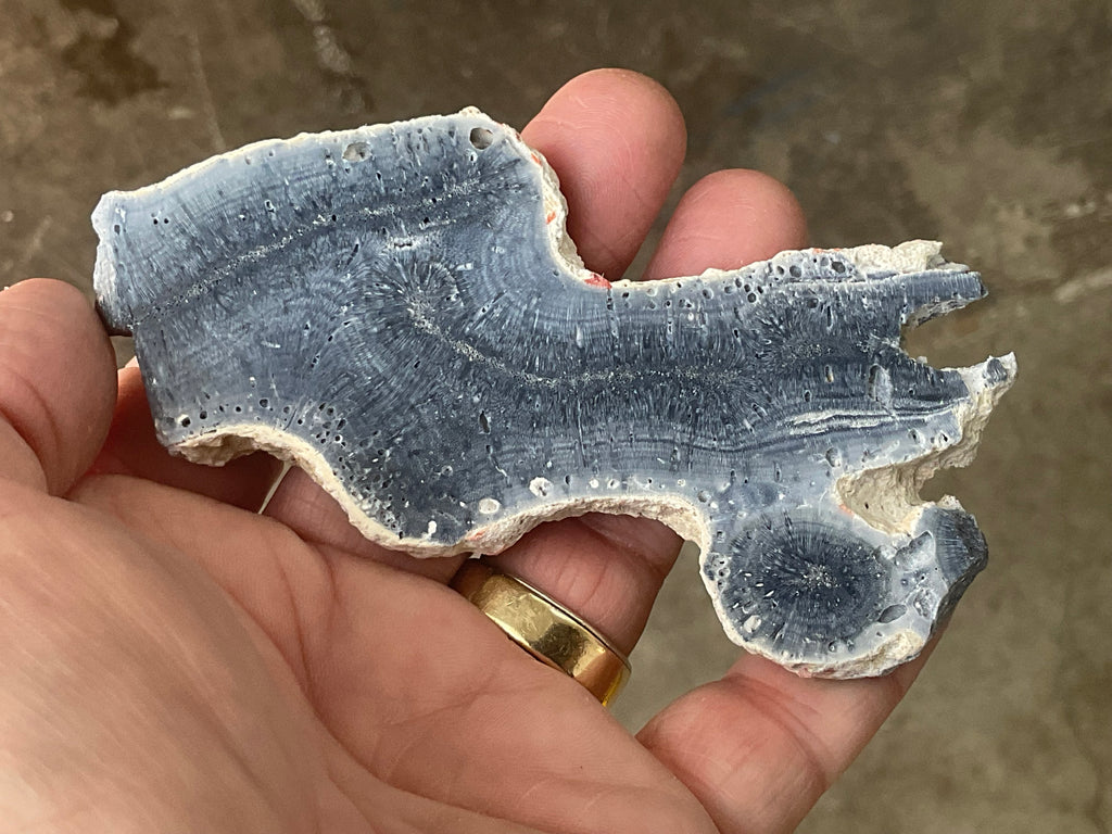 60g Natural Blue Coral Fossil Slab 7B