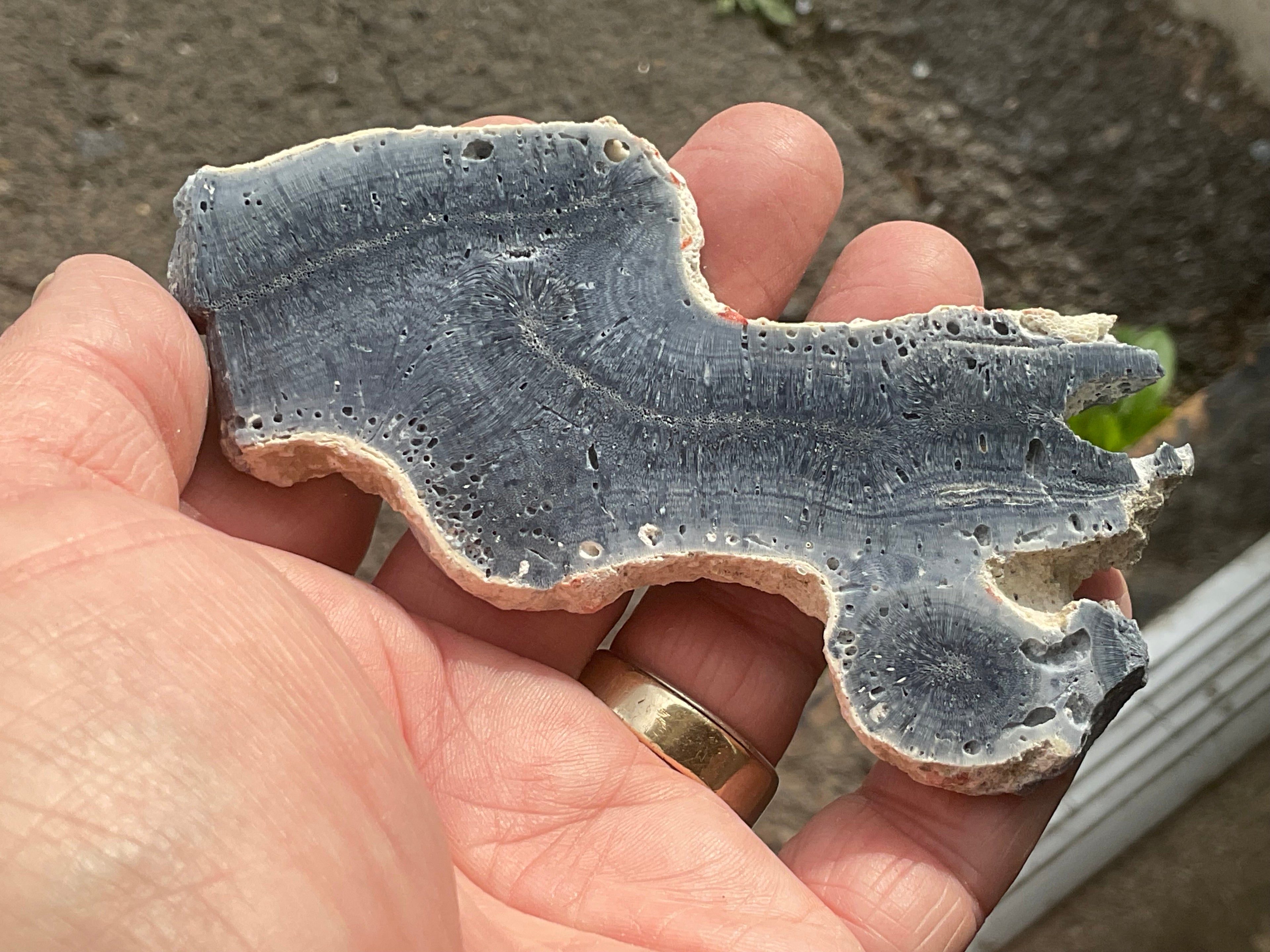 60g Natural Blue Coral Fossil Slab 7B