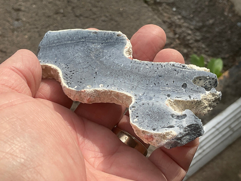 60g Natural Blue Coral Fossil Slab 7B