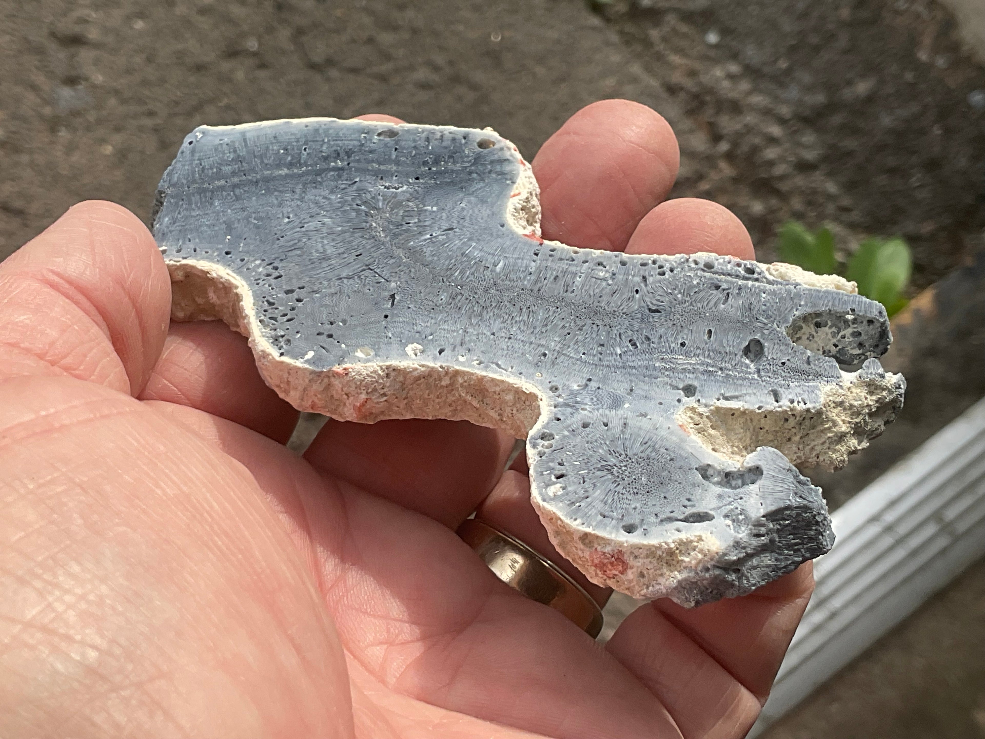 60g Natural Blue Coral Fossil Slab 7B