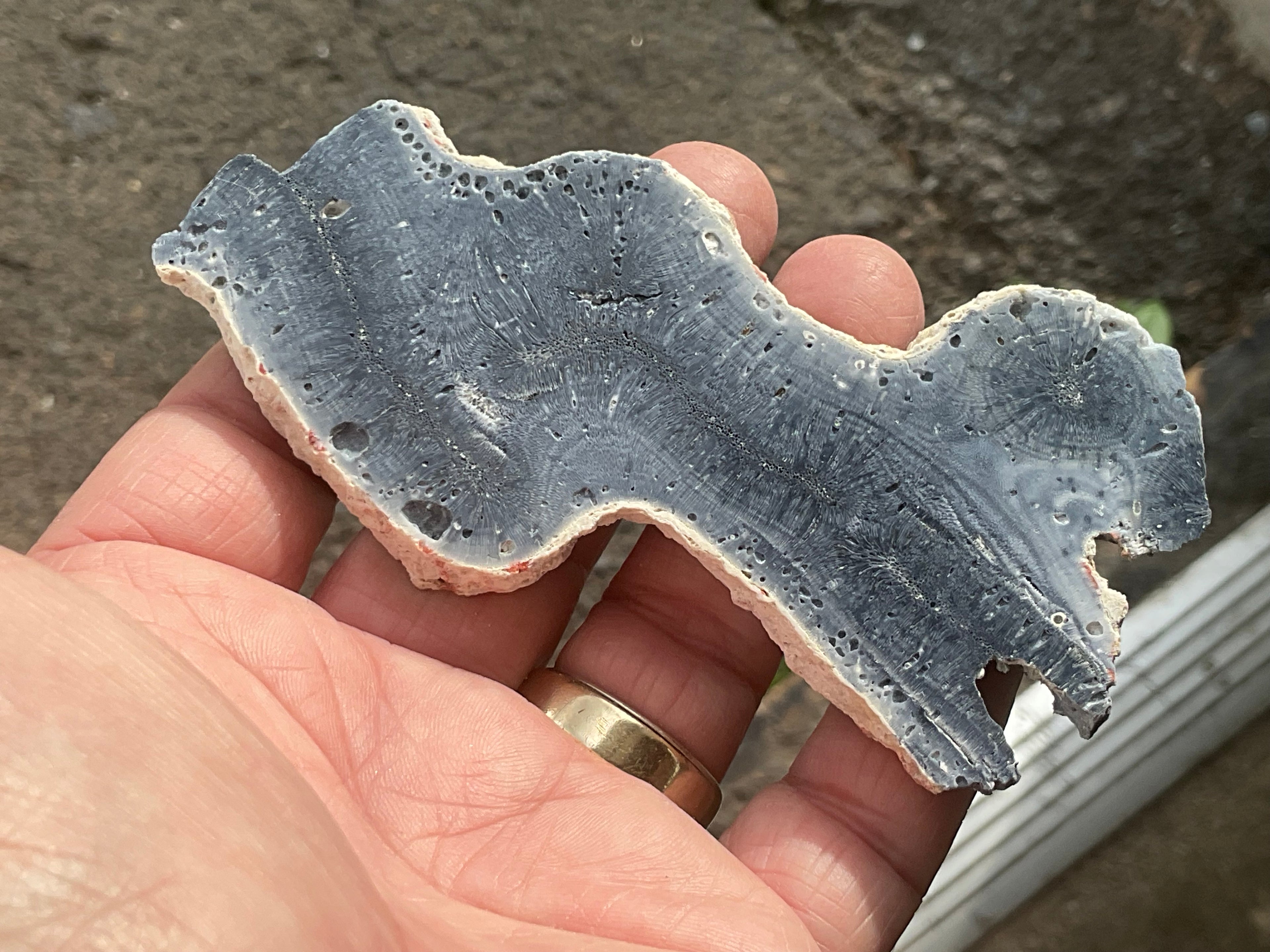 60g Natural Blue Coral Fossil Slab 7B